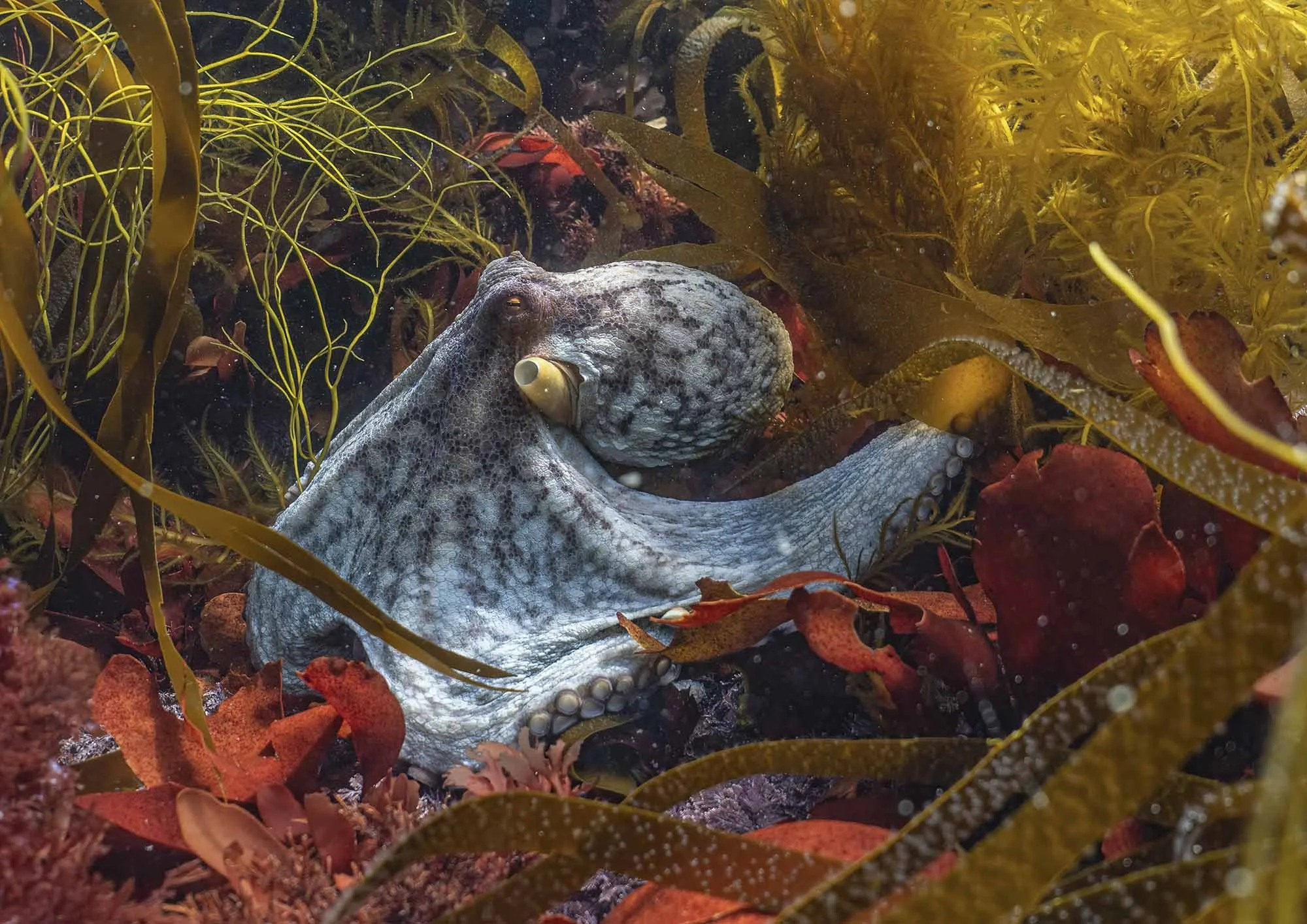 Common octopus in spring foliage. Cornwall