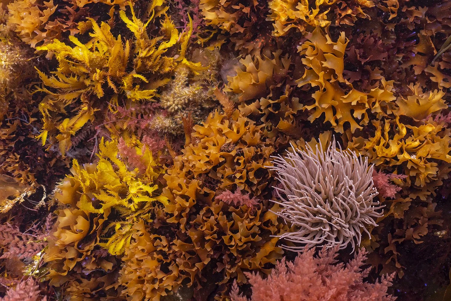 Anemone_DSC9426-Edit-3 155 at 300dpi.jpg