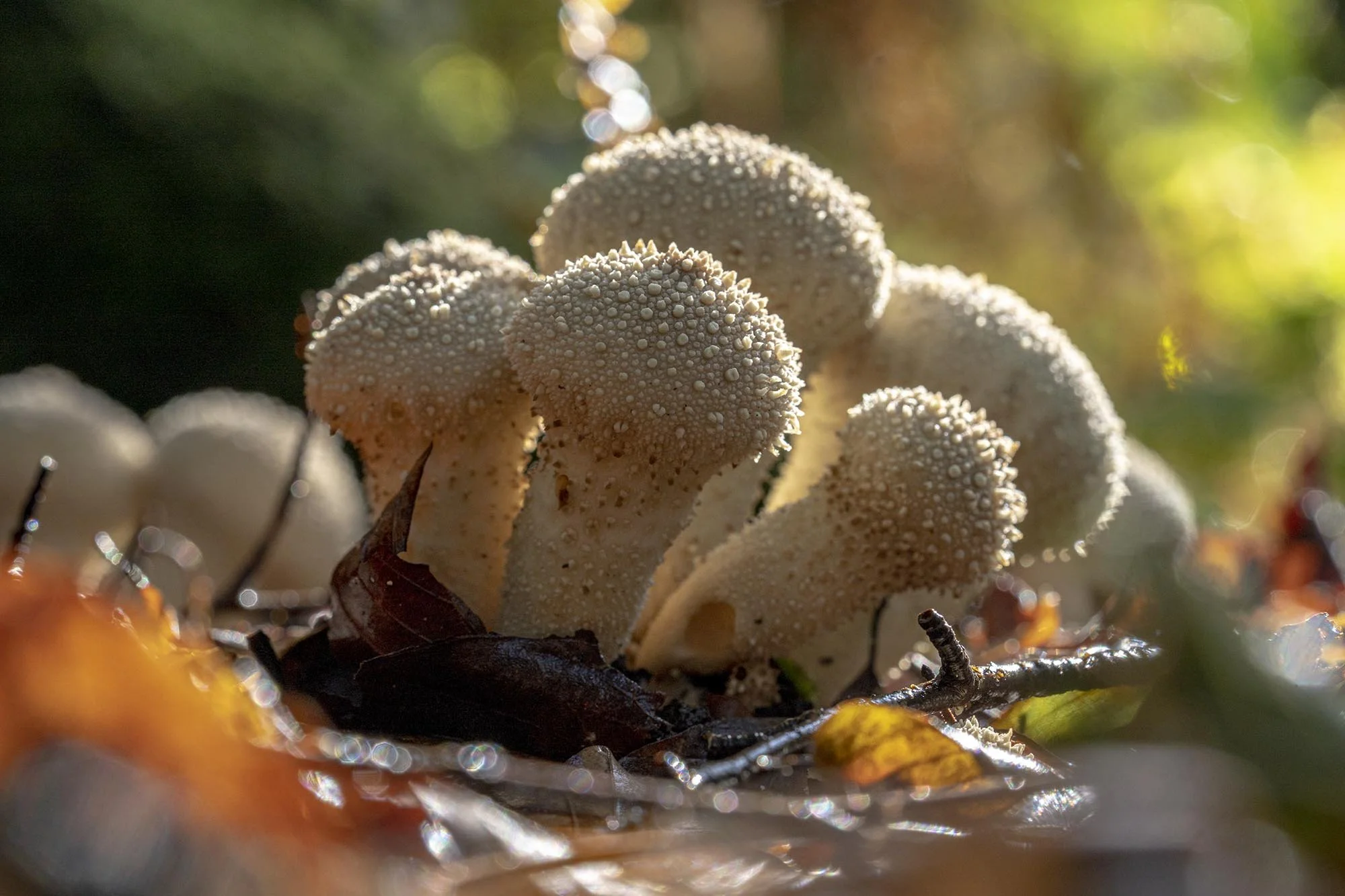 Young Puffballs. Epping Forest