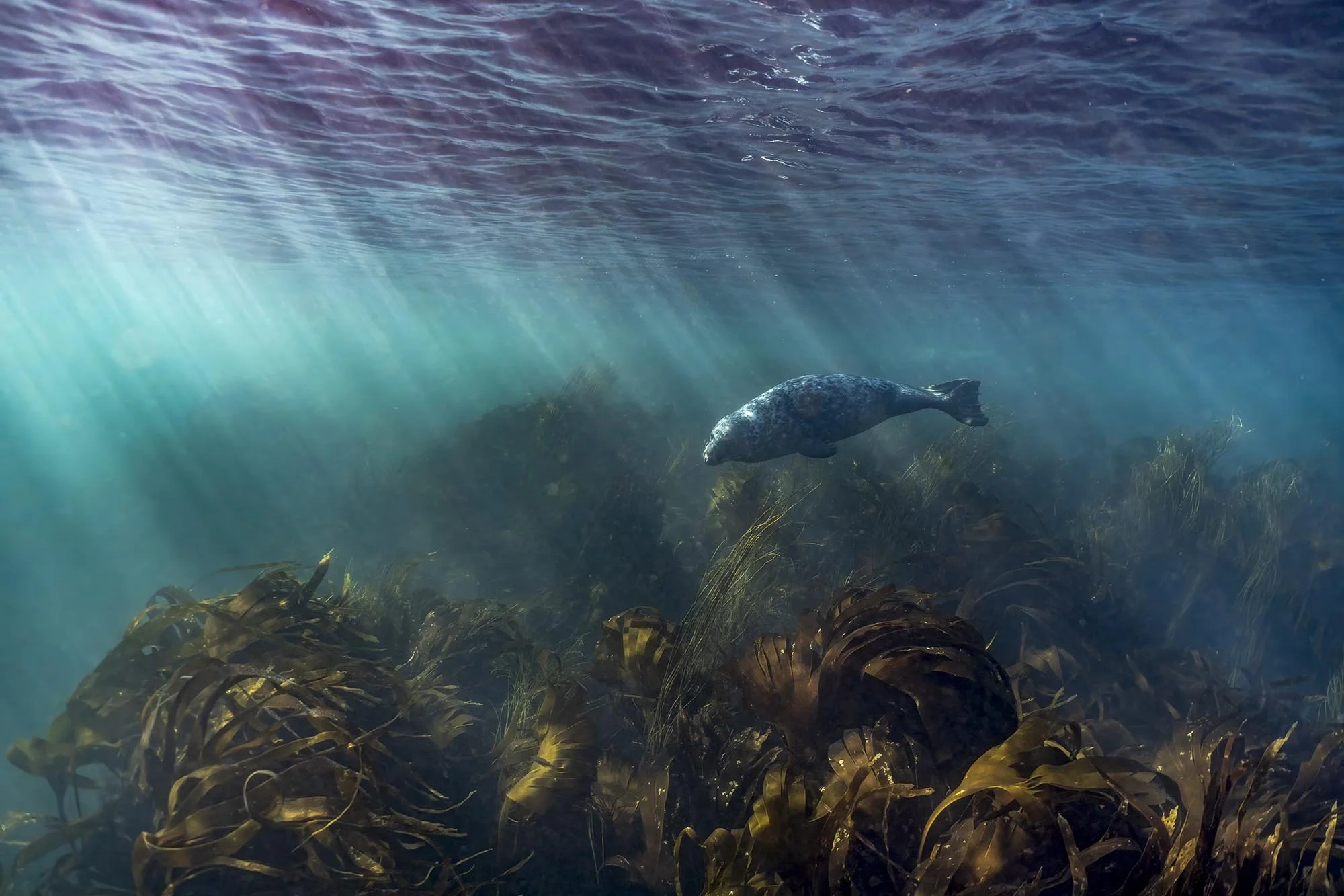 Sunbeam Grey Seal. Cornwall
