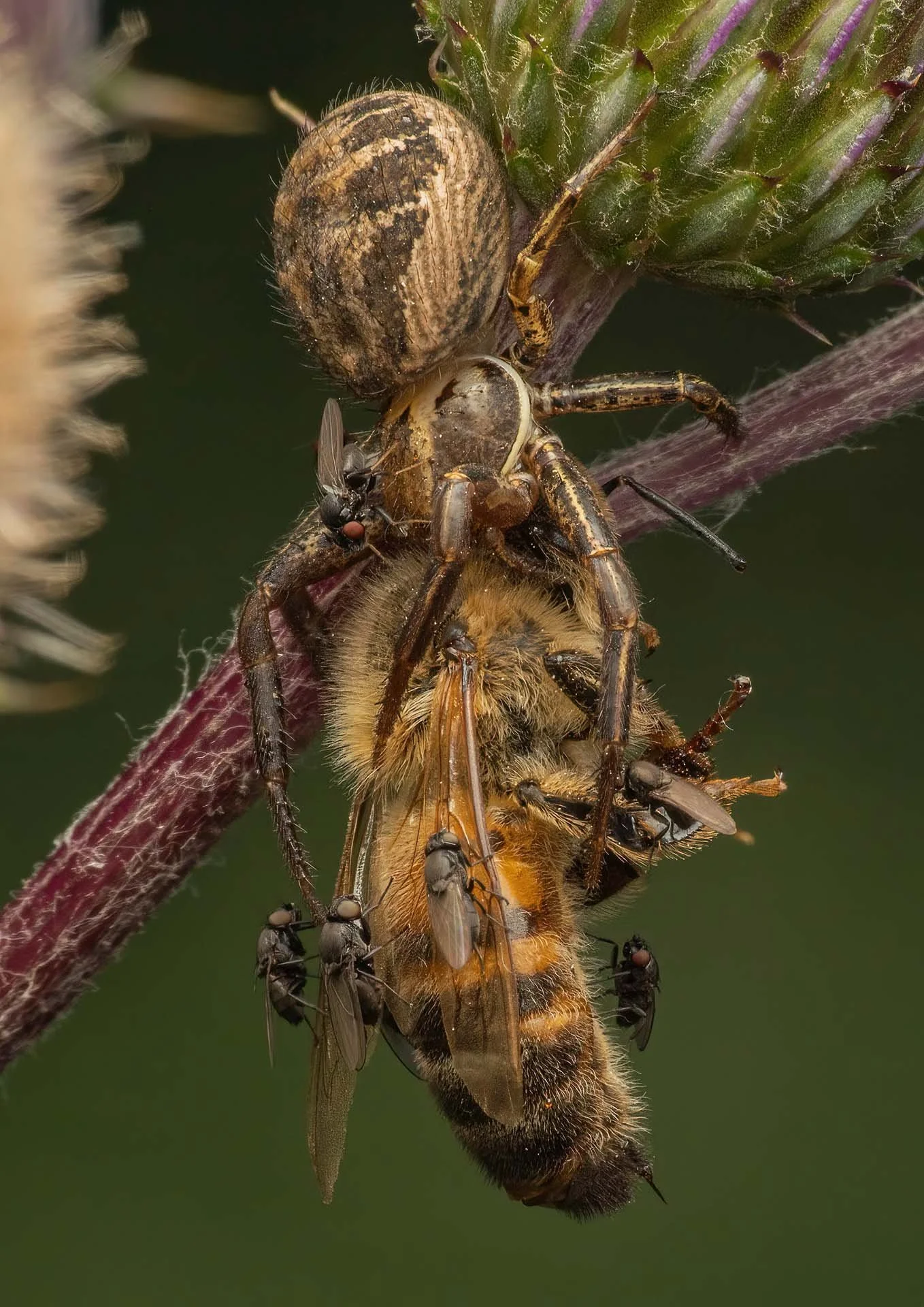 Crab Spider, Bee, Flies. London