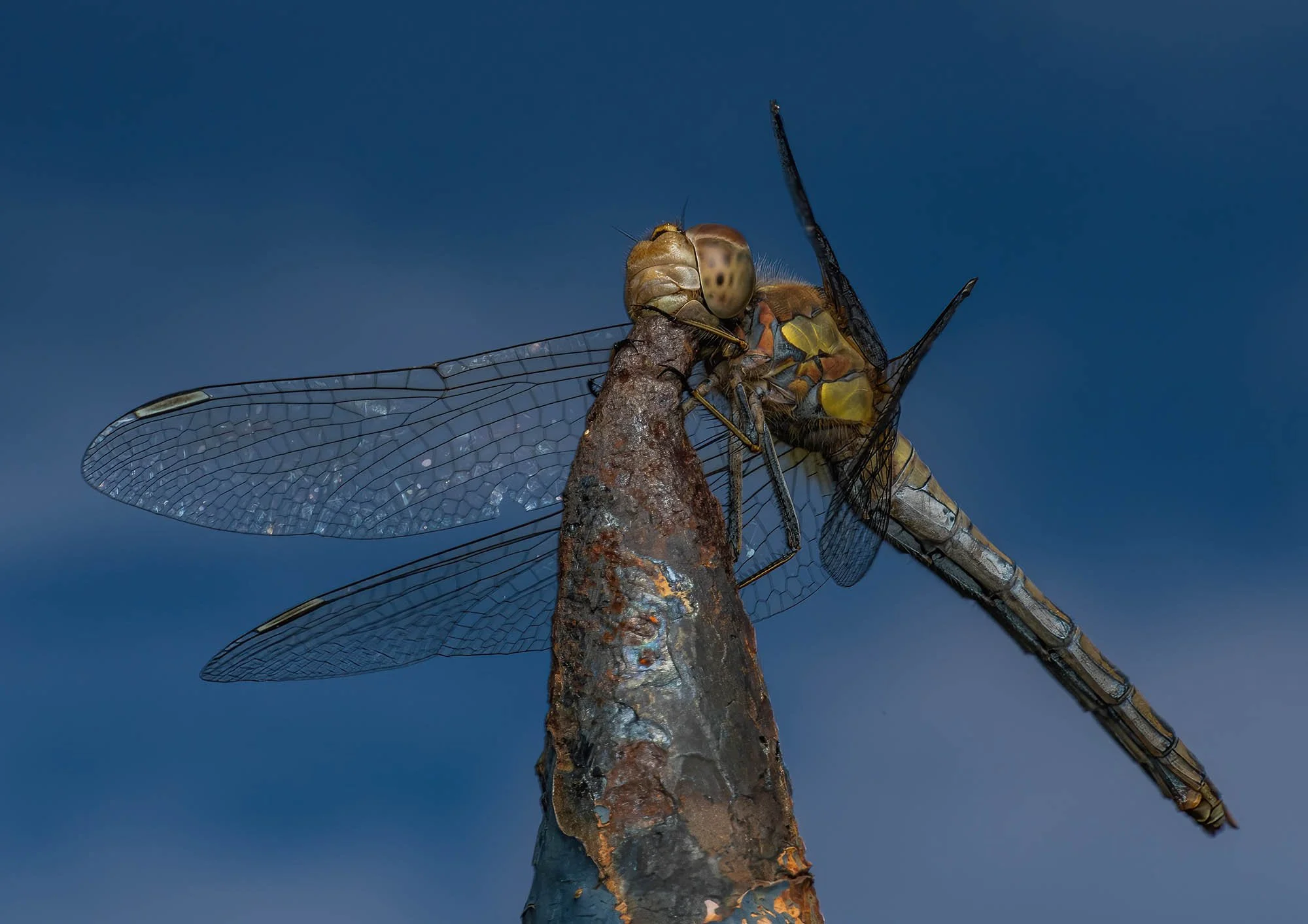 Over Mature Common Darter. Victoria Park, London