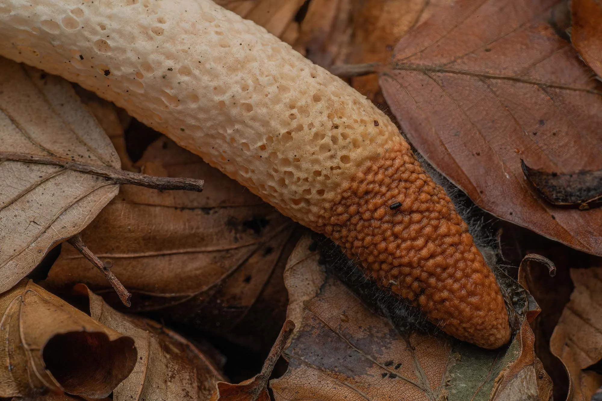 Dog Stinkhorn (Mutinus caninus). Epping Forest