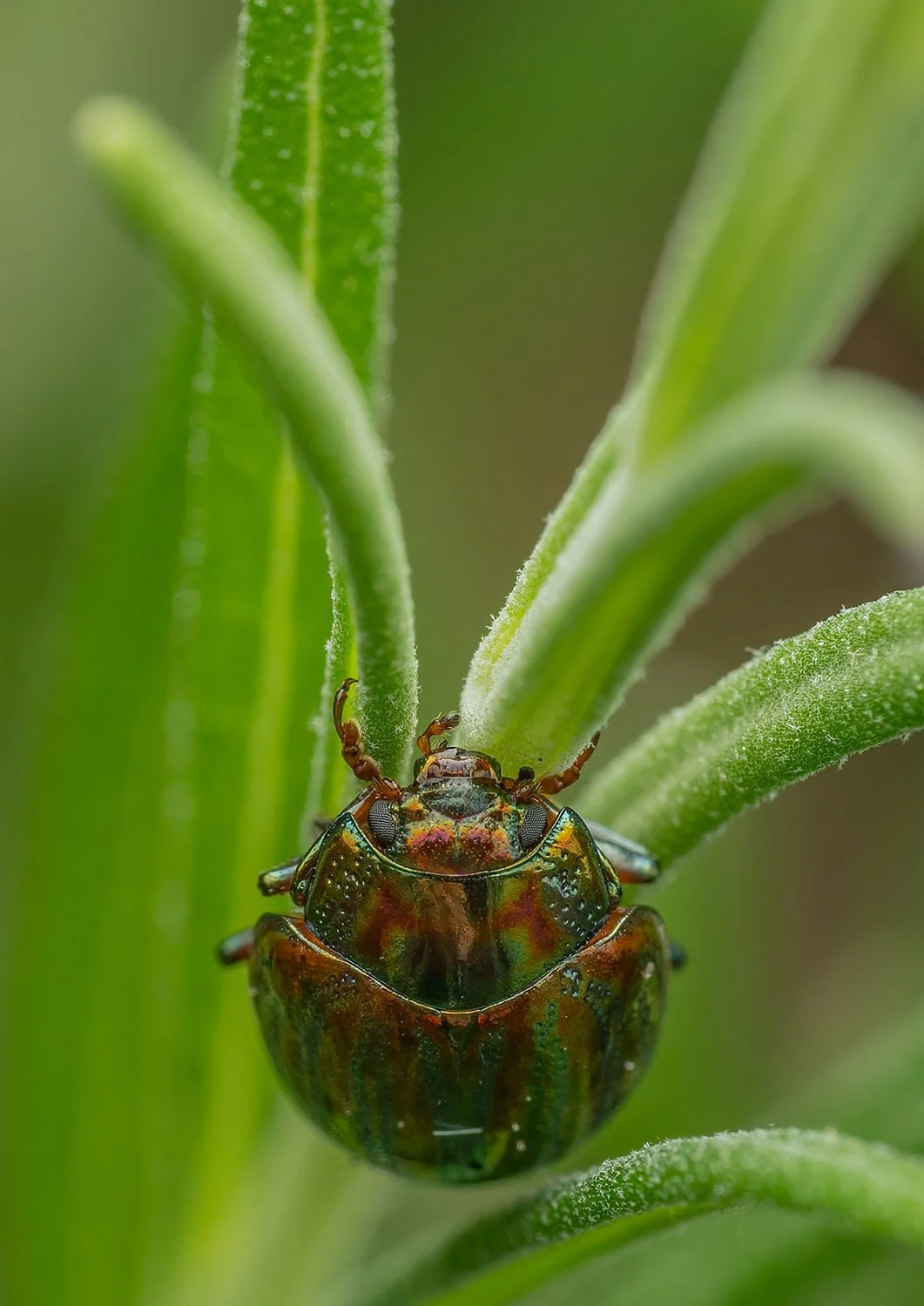 Rosemary Beetle. Bow, London