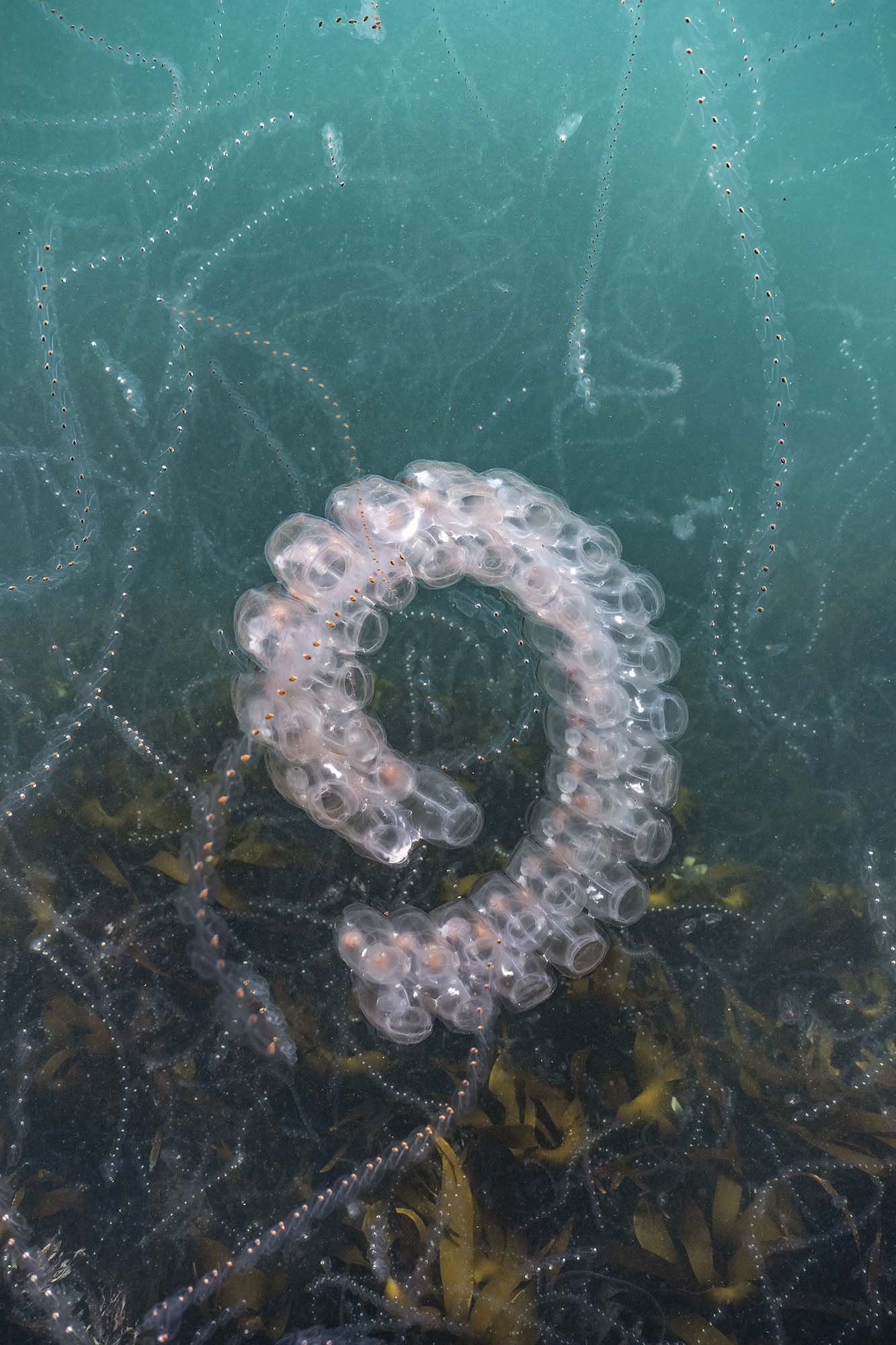 Salp Bloom Selection. Cornwall