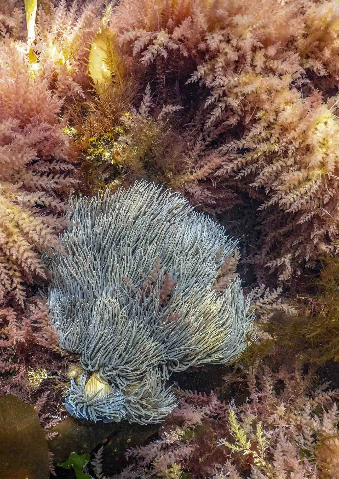 Snakelocks Community & Harpoon Weed. Cornwall