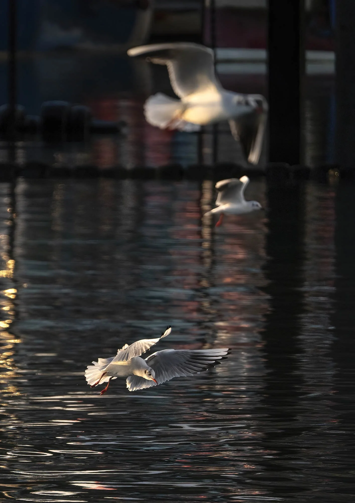 Wait Your Tern. Newlyn, Cornwall