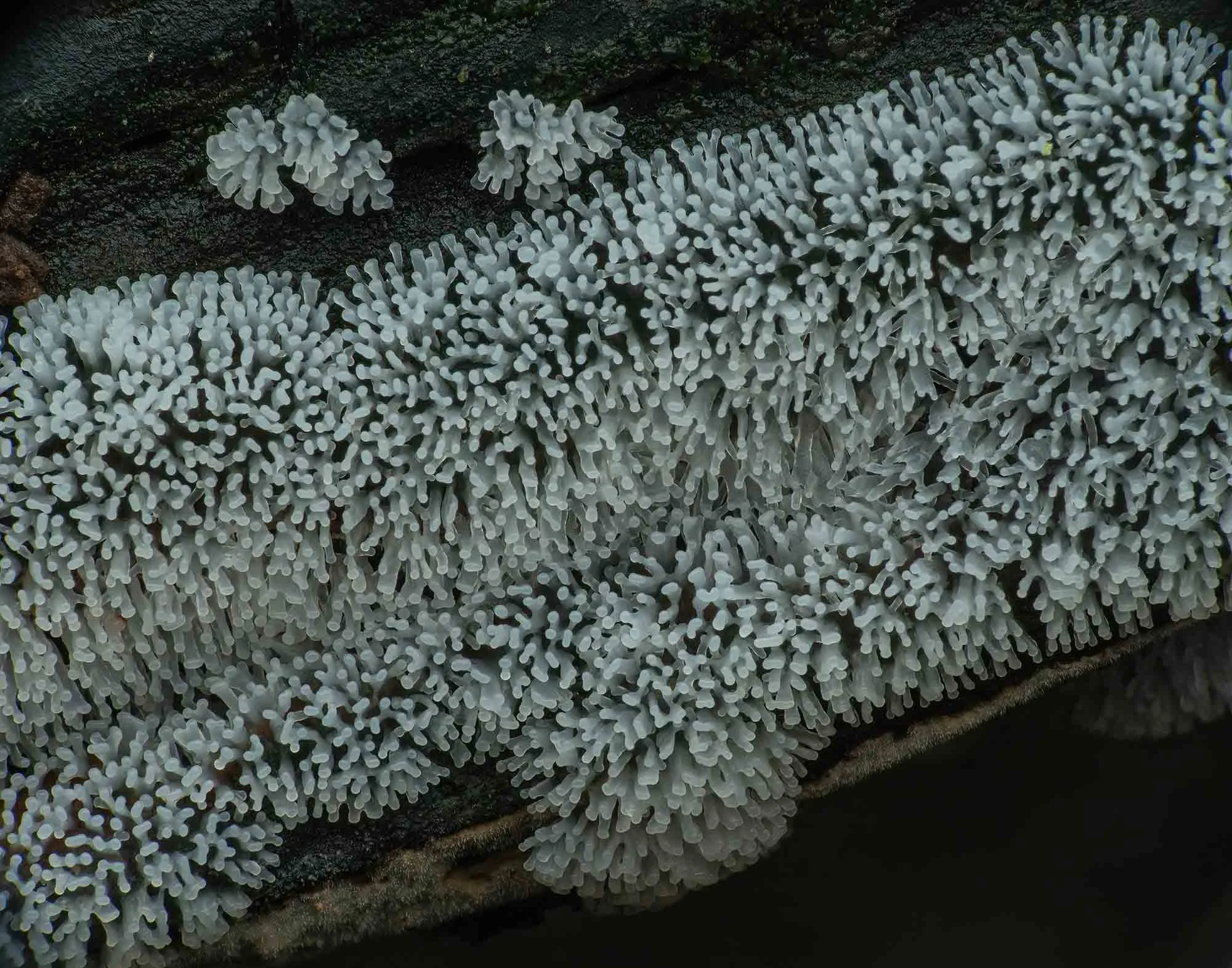 Coral Slime Mould. Epping Forest