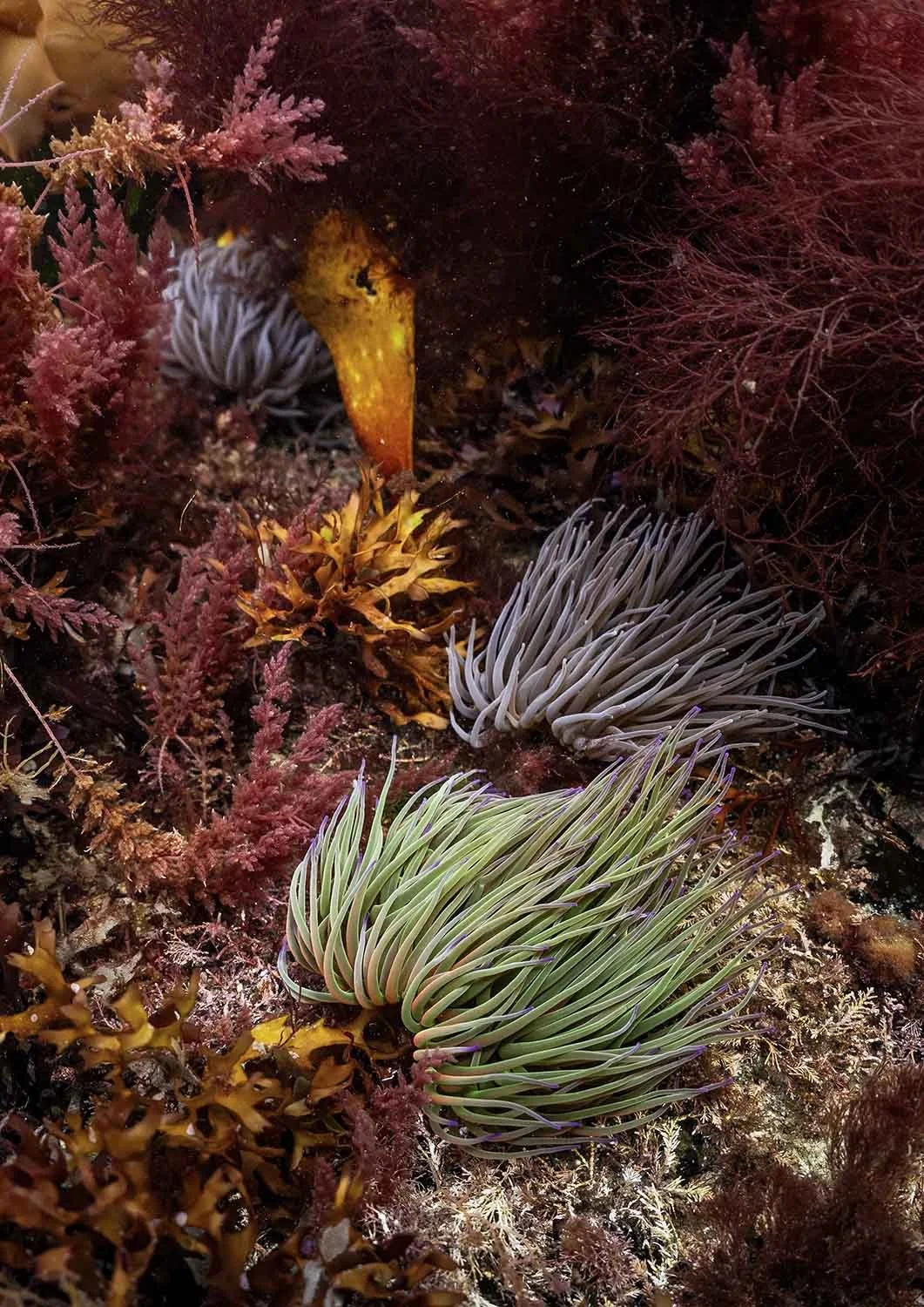 Snakelocks Anemones. Cornwall