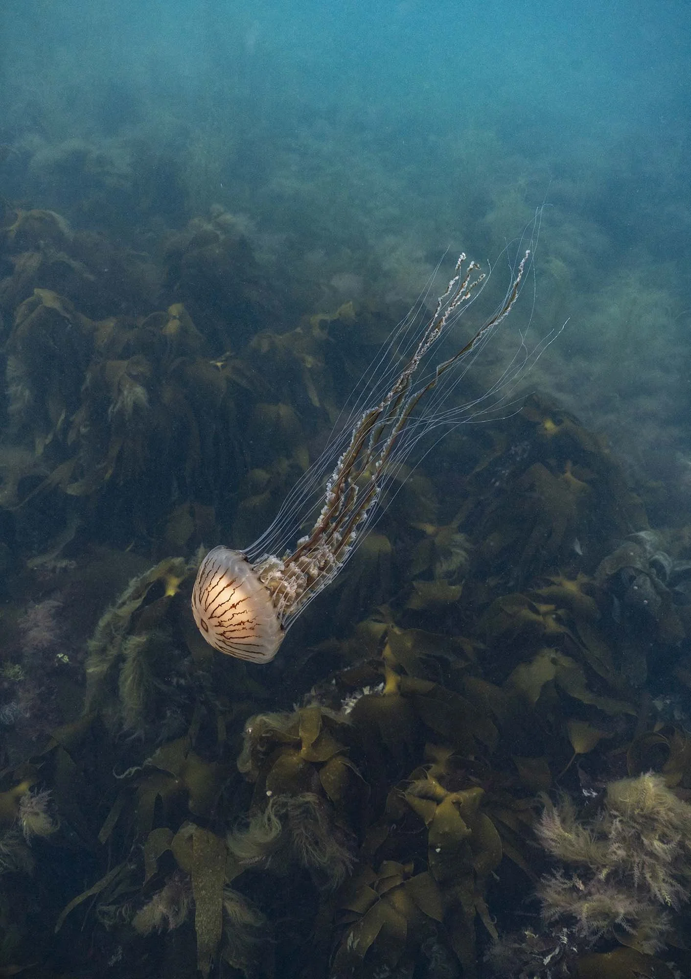 Compass Jellyfish Cruises over the Kelp. Cornwall