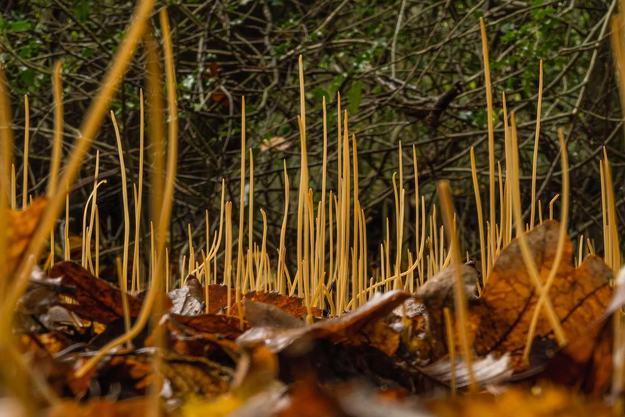 Slender Club Fungi. Epping Forest