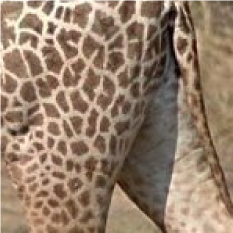 The rarefication of spots