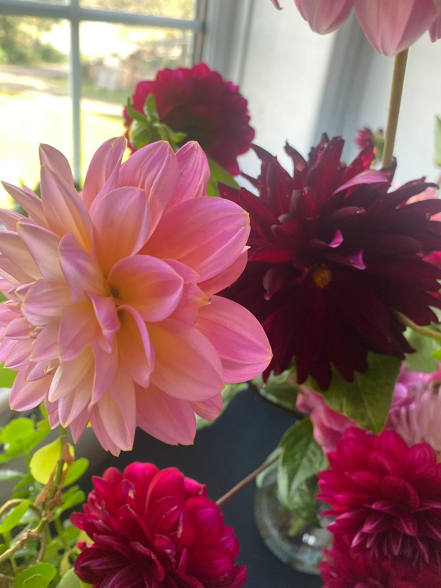 Chances are we&rsquo;ll be having another dahlia tuber sale at the end of winter. So keep your peepers out for both the different varieties we have and info on the sale.

Featured in this picture are:
Arabian nights
Great silence 
Black jack

#dahlia