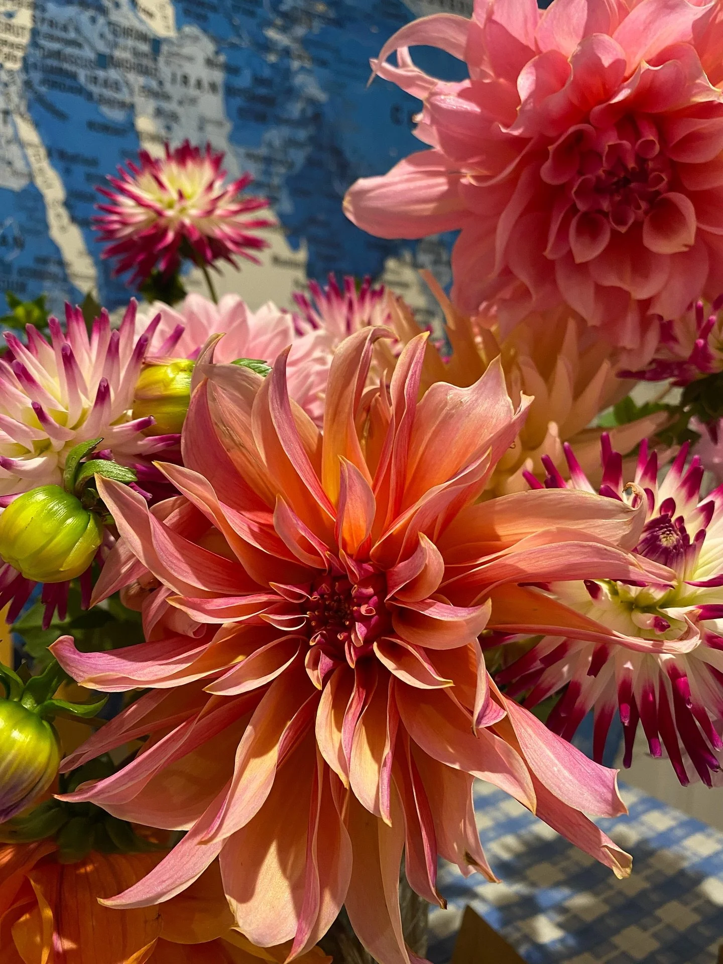 Continuing on the dahlias indoors theme here are a few favourites;

🌸 Labyrinth
🌸 Ottos Thrill
🌸 Josudi Neptune (who turned up by accident as they weren&rsquo;t actually what we ordered!)

#dahlia #dahlias #flowerfarm #folkestoneflorist #kent #ken
