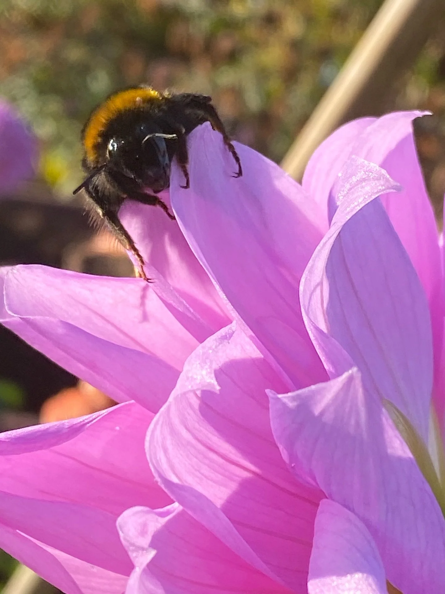 This guy&hellip; 🥰

One of the many things that brings us joy from this diversification on the farm is how much it enriches our local environment. We&rsquo;ve recently put up barn owl boxes, a tawny owl box and a special box for little owls. There a