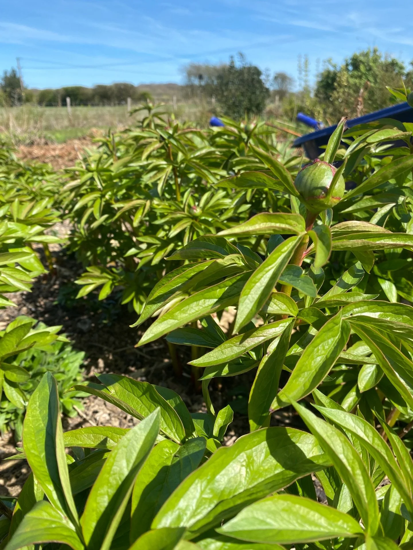 Peony season is closer than you might think&hellip;What a day for being outside. 

Currently enjoying a spot of weeding in the spring sunshine. Birds are singing, bees are buzzing, of course there is suncream applied, and inbetween watching the red k