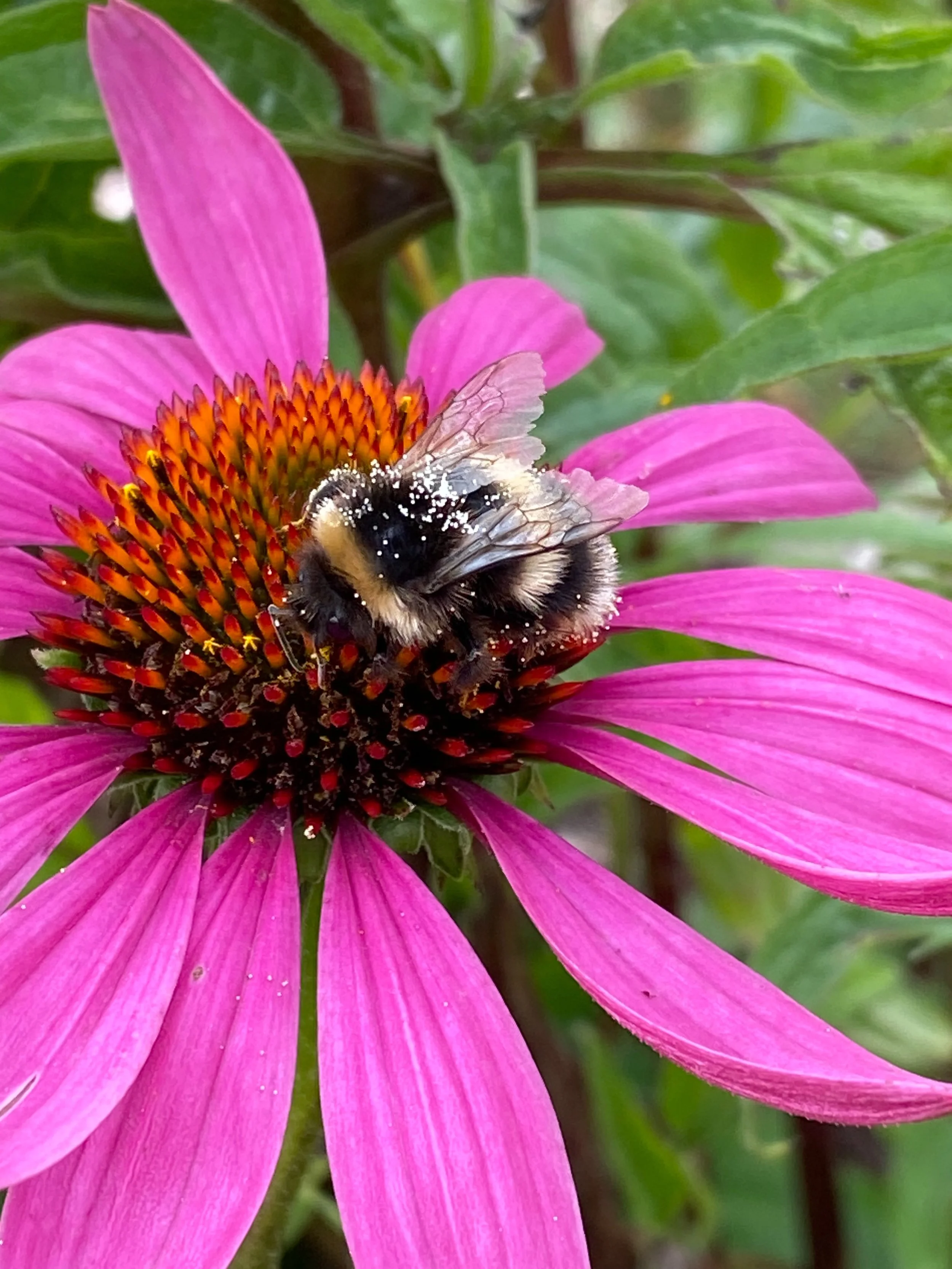 Happy international bee day! We love bees here. In fact Junior Readman loves them so much she&rsquo;s been known to follow one around the field from end to the other, downing tools and leaving weeds behind. 

One of the reasons we love what we do so 