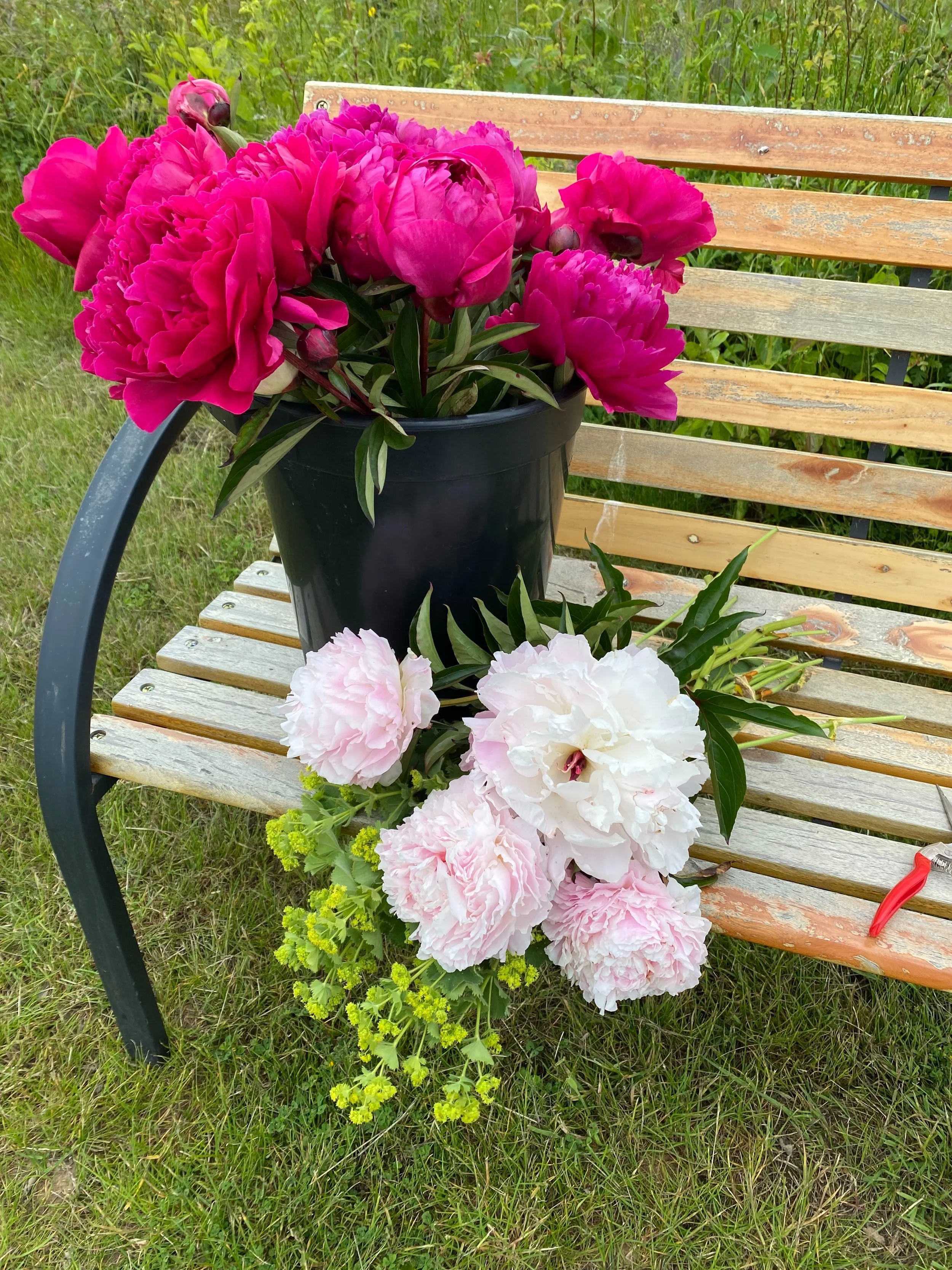 Guess who&rsquo;s arrived! Yes. This heat has brought them on&hellip;The peonies have arrived. We are selling mixed bunches of peonies for collection from the farm. We&rsquo;re putting together bunches of 5 peonies, foliage and some mixed stems from 