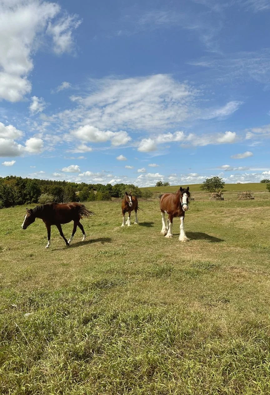 horsesatelmhirsts.jpg