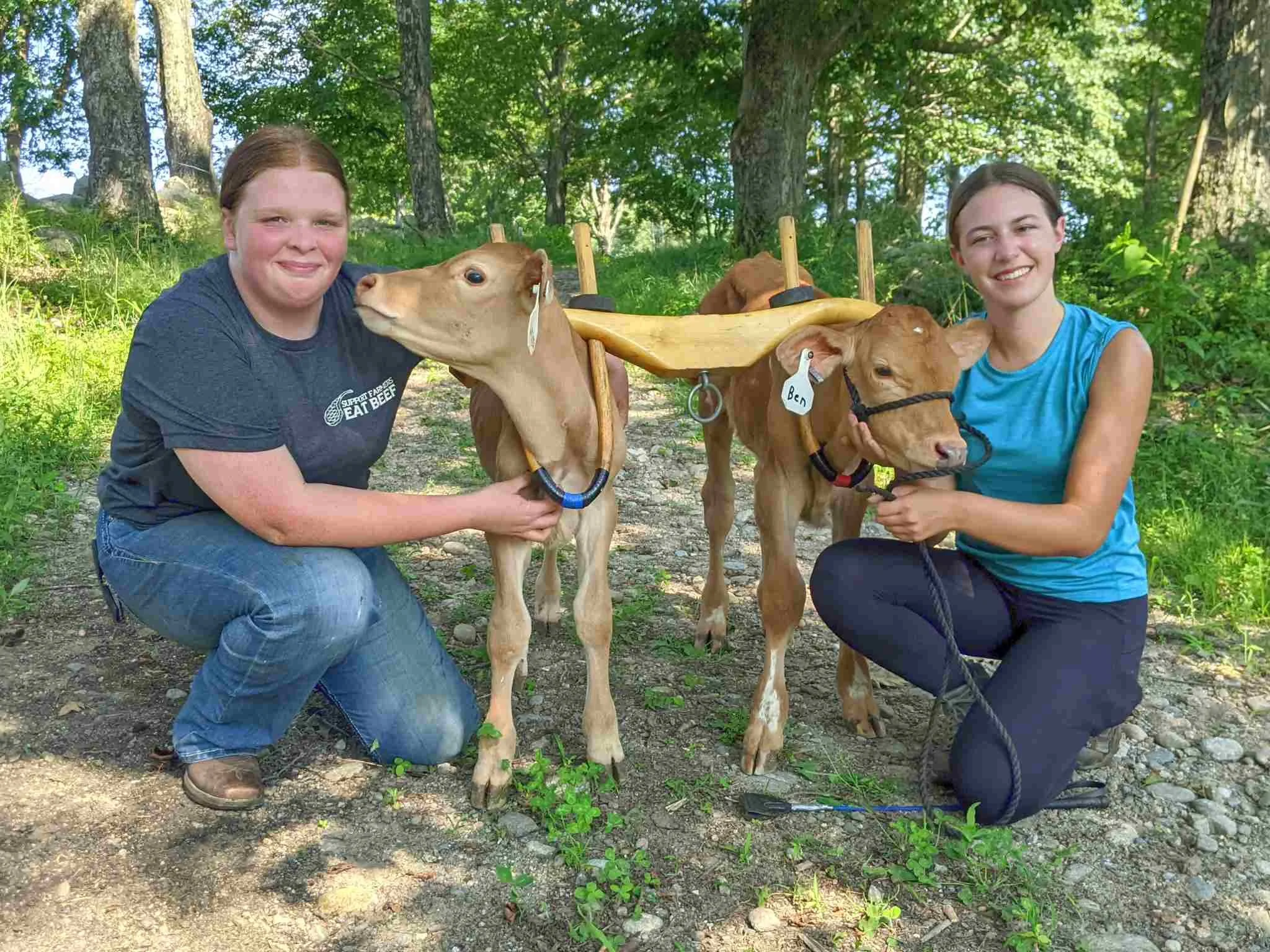 Lucky Break for Two Bull Calves