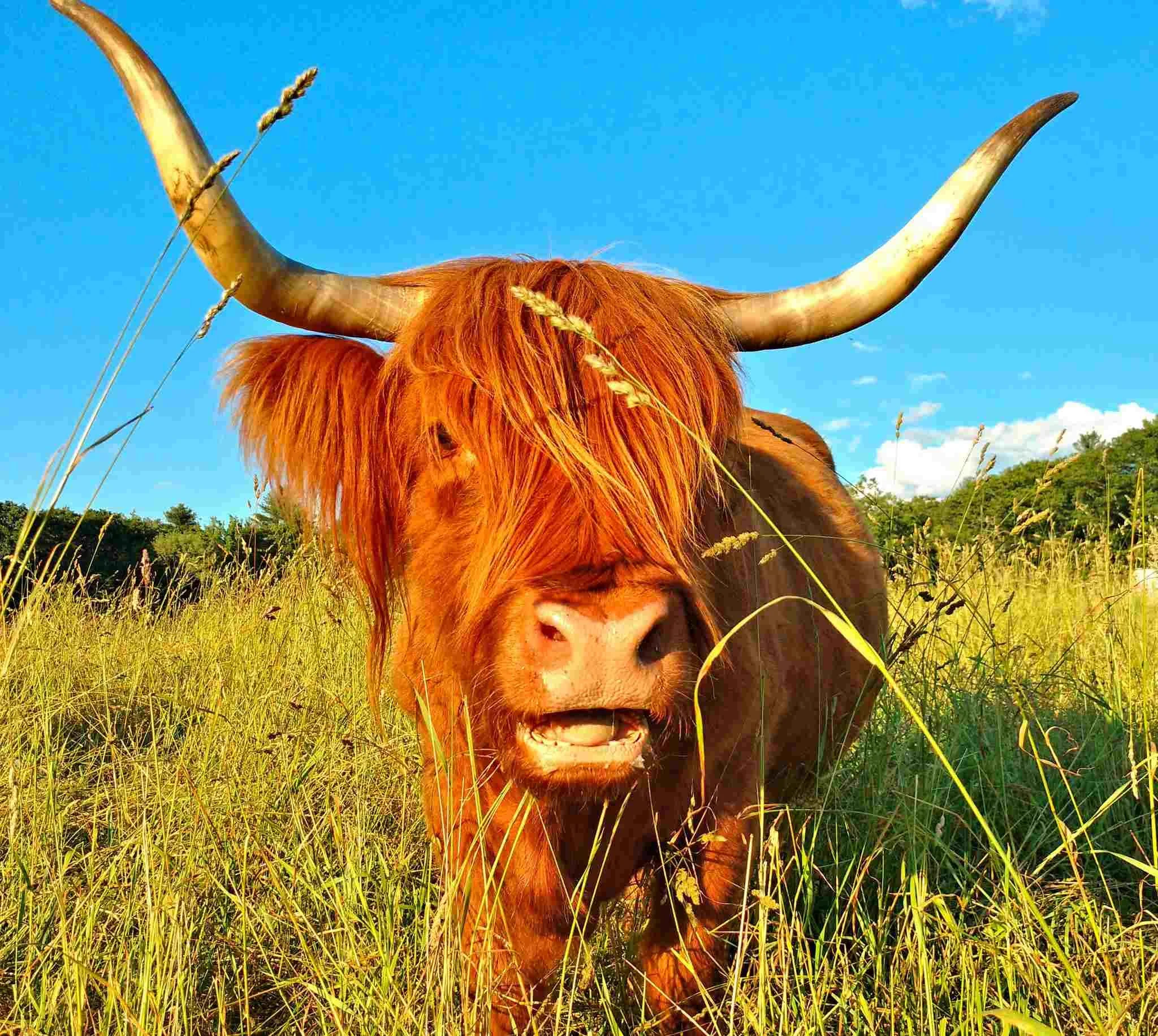 Who Let The Cows Out Of The Moving Trailer?