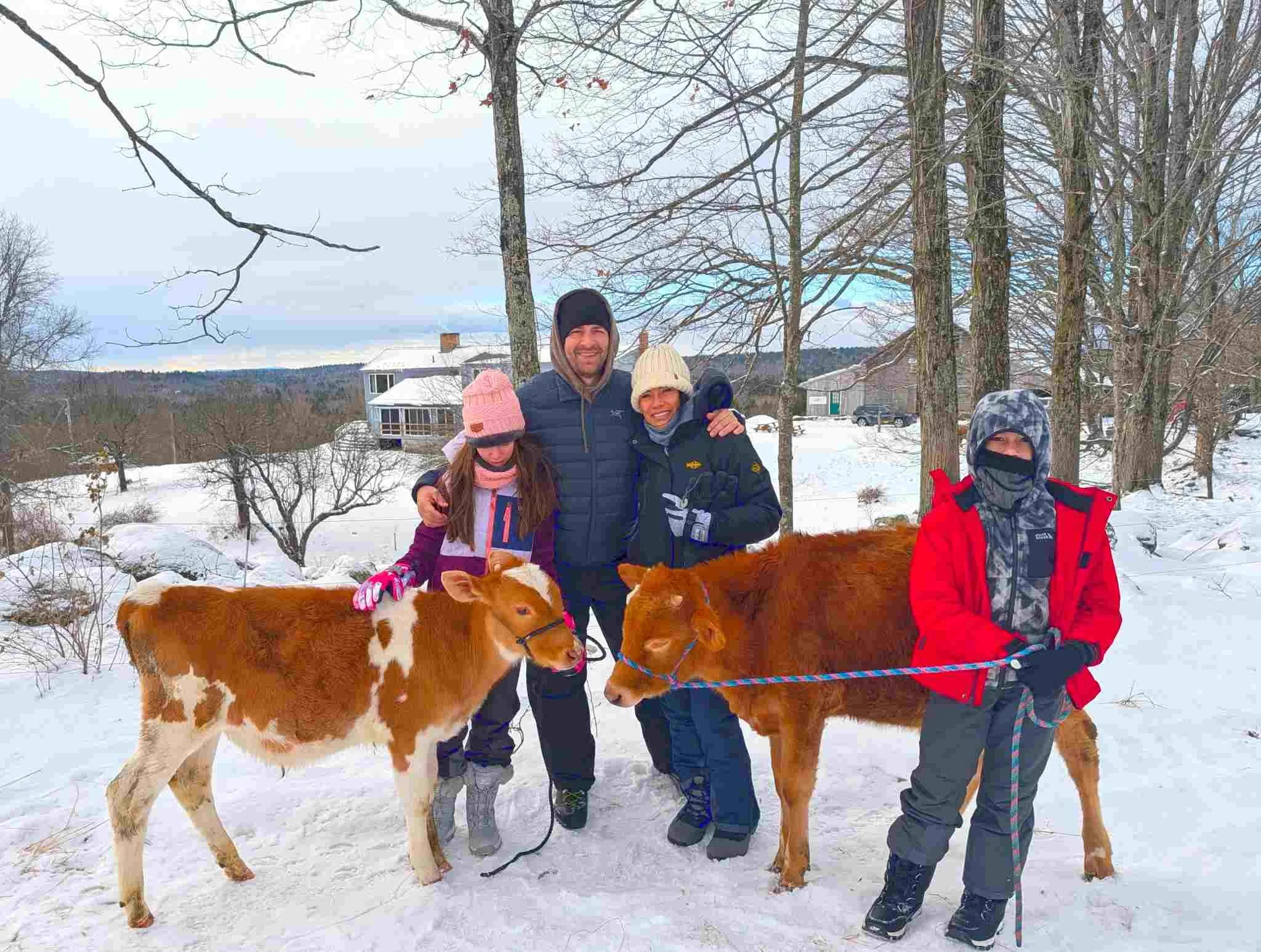 Get ready to Love Fluffy, Adorable Cows