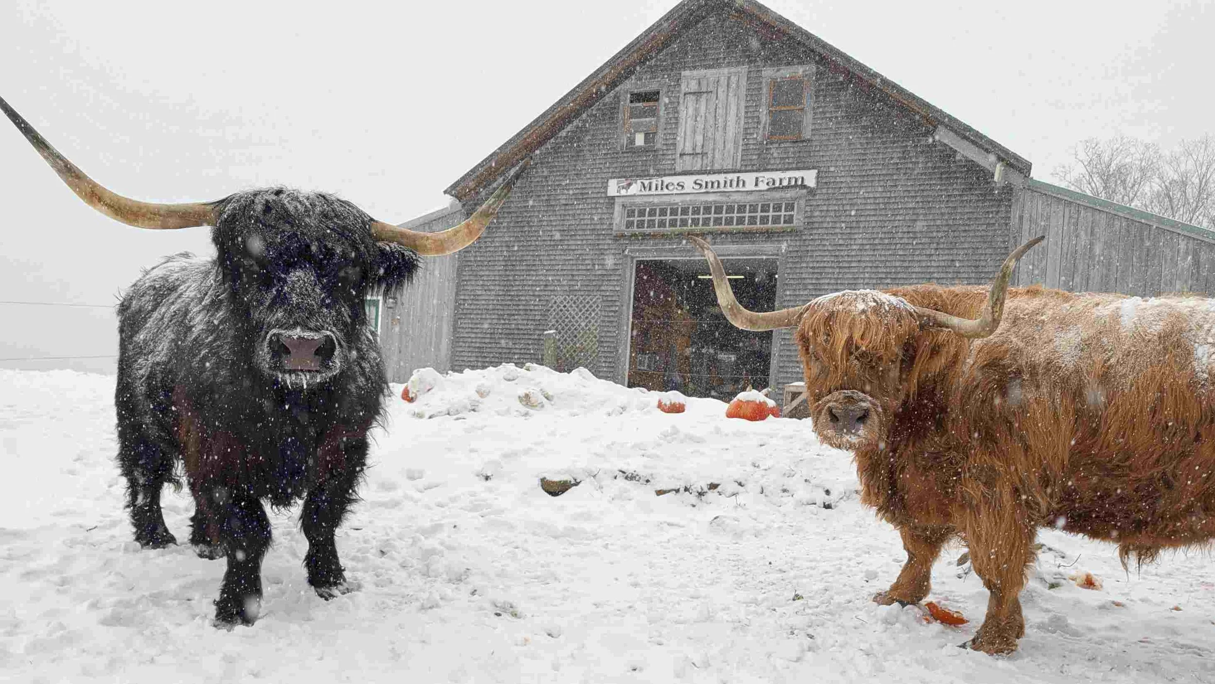 Fall in Love with my 2,000 pound Scottish Highland Pet; Curious Bleu