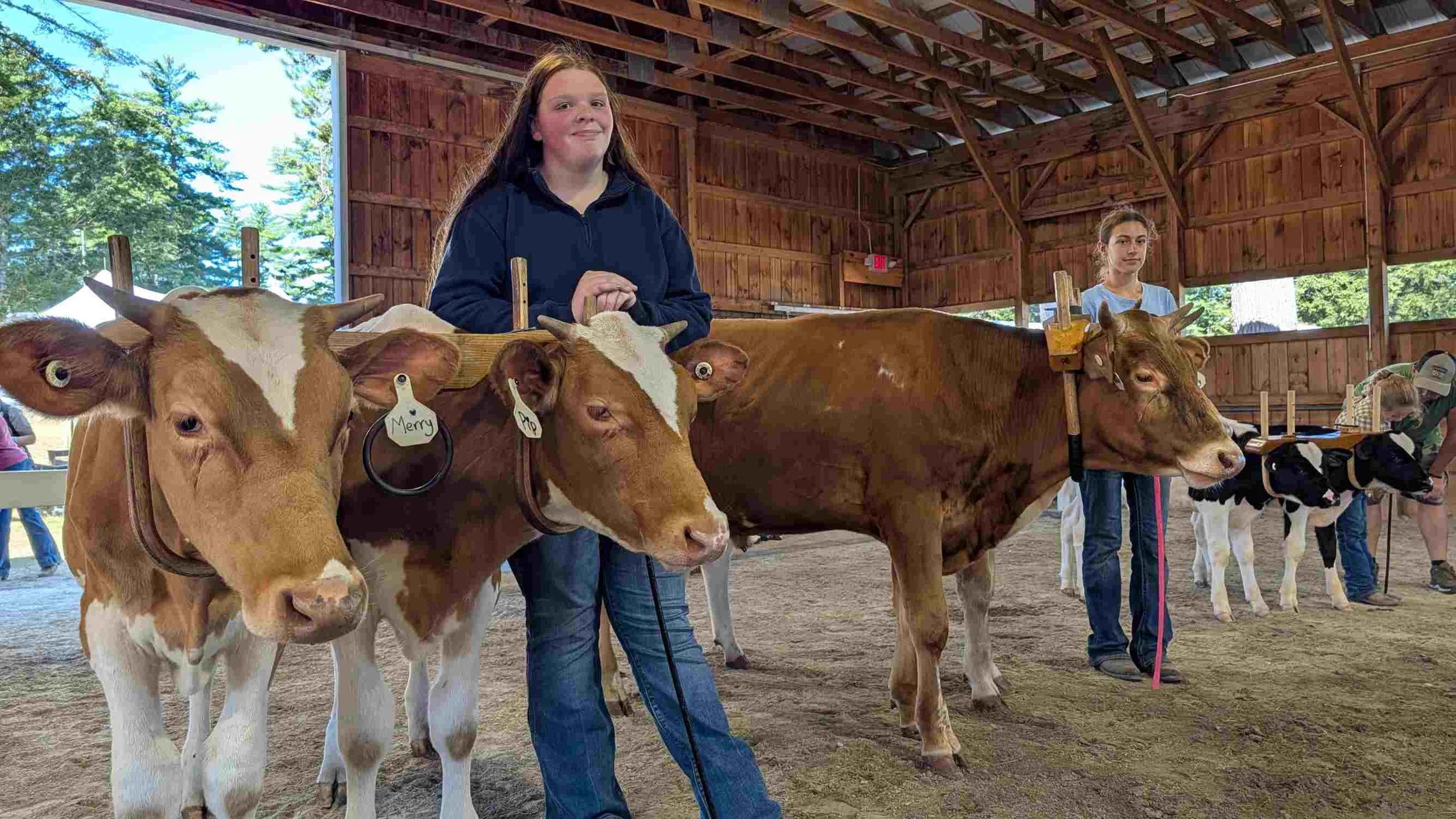 Cattle and Children Make Magic at the Hopkinton Fair