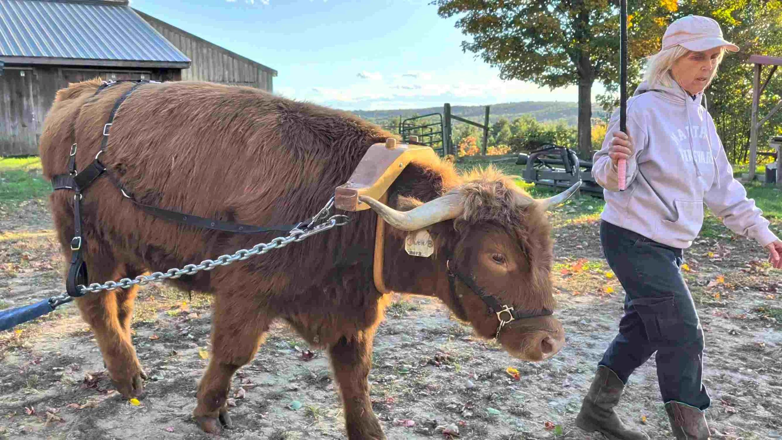 Wicked Good Lessons from a Bovine