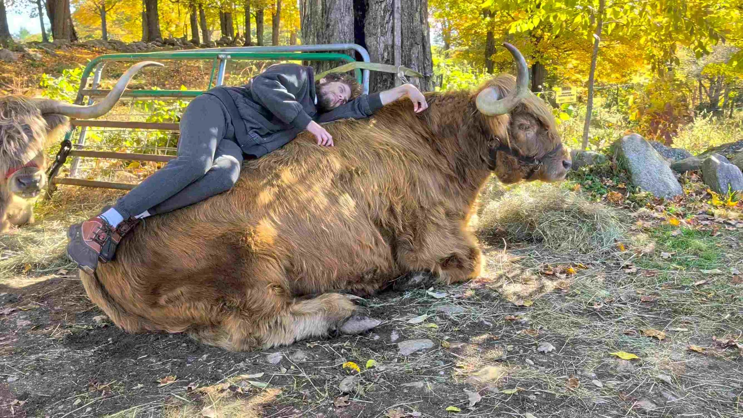 JJ makes himself at home on Curious Bleu, a 15-year-old therapy steer.