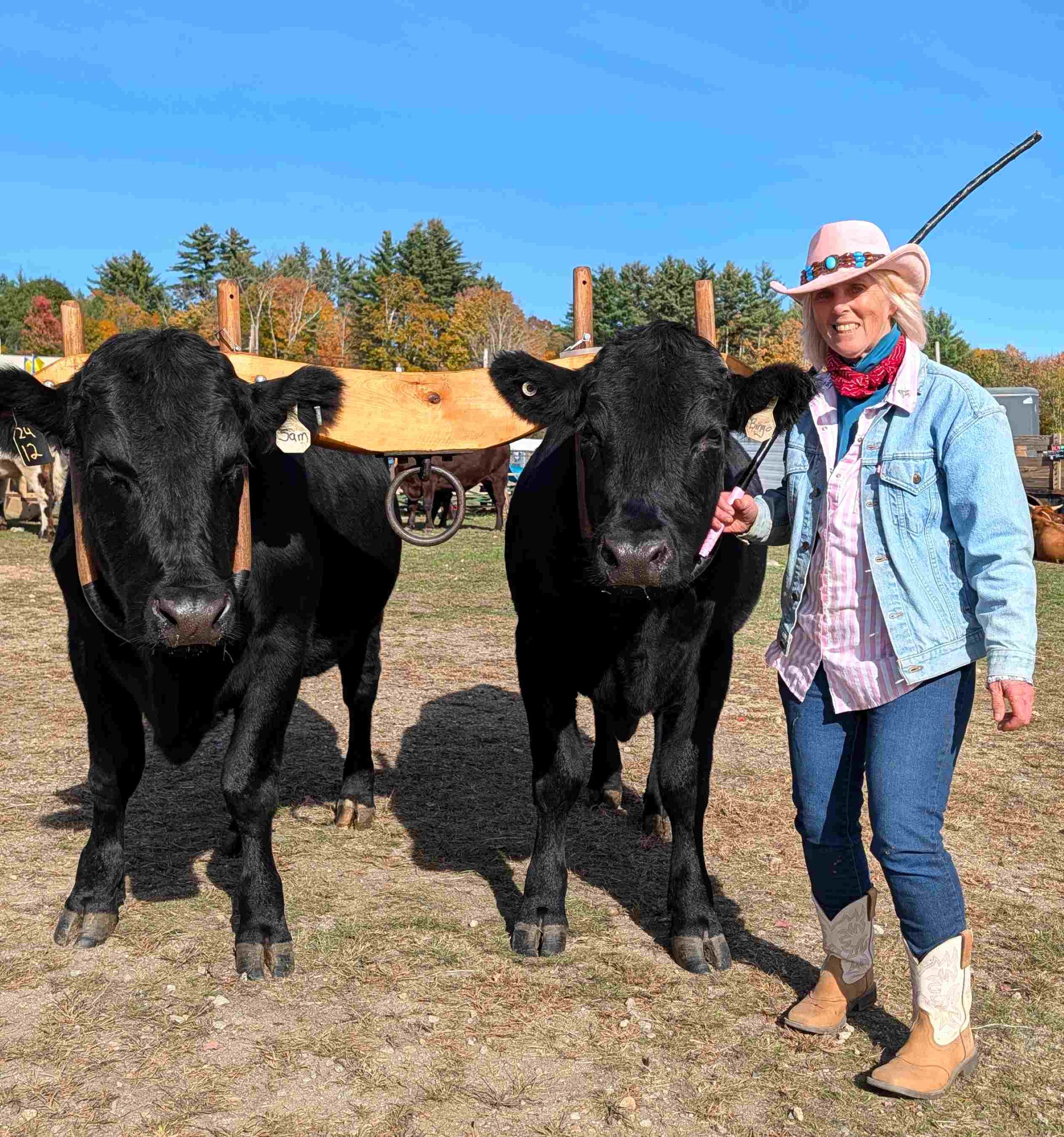 Carole with her working steer team of Bingo and Sam at the 2026 Sandwich Fair.
