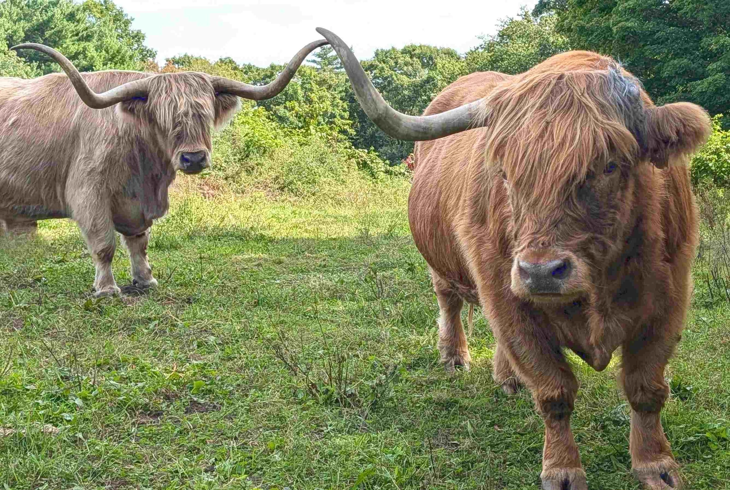 Red (left), a 15-year-old Highland steer, has returned from Bela Brook Farm to live with his long-time buddy, Curious Bleu, at Miles Smith Farm in Loudon. Bleu is recovering from losing his horn in an accident this summer.