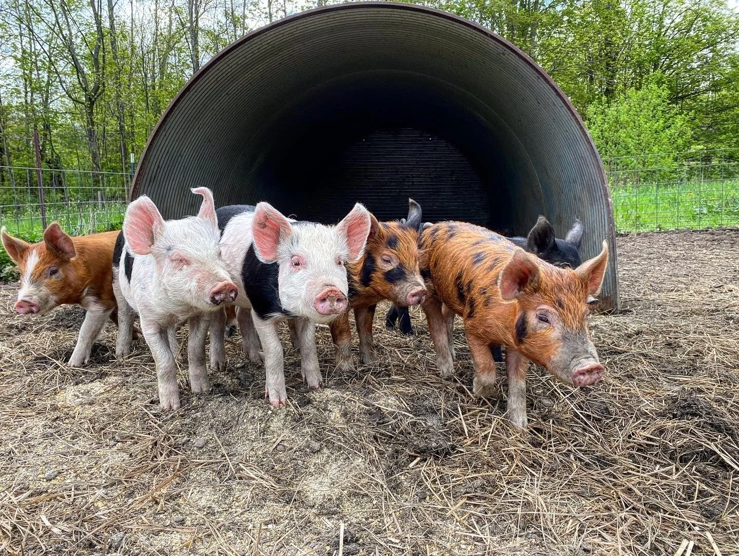 Seven piglets lined up in front of a large corrugated pig hut