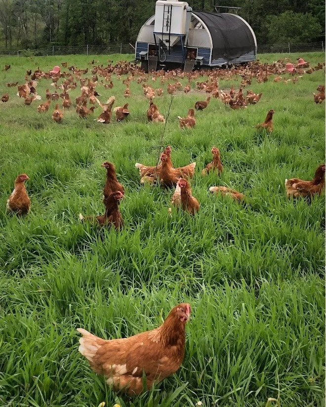 Laying hens on pasture around a mobile coop