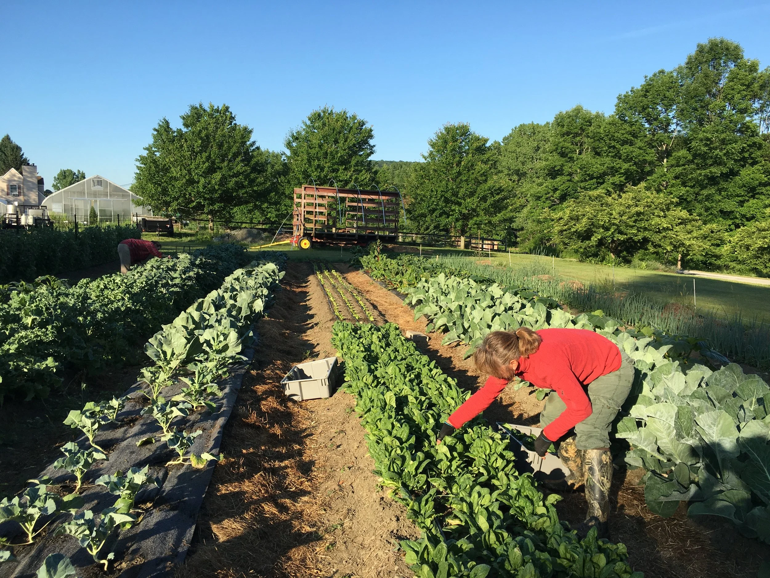 A person in a red shirt picking in long rows of a field