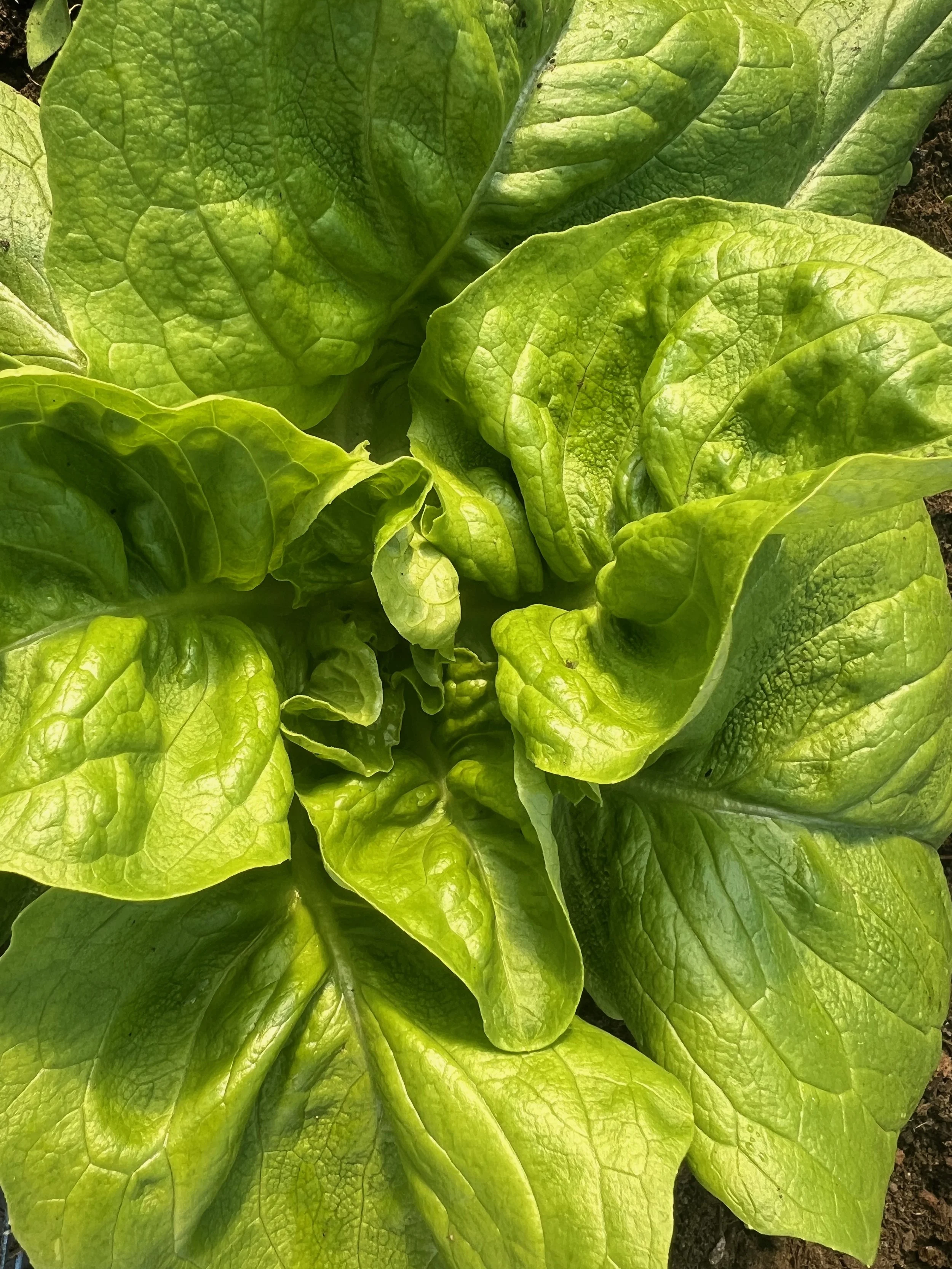 Close view of a freshly harvested head of green lettuce with ruffled leaves