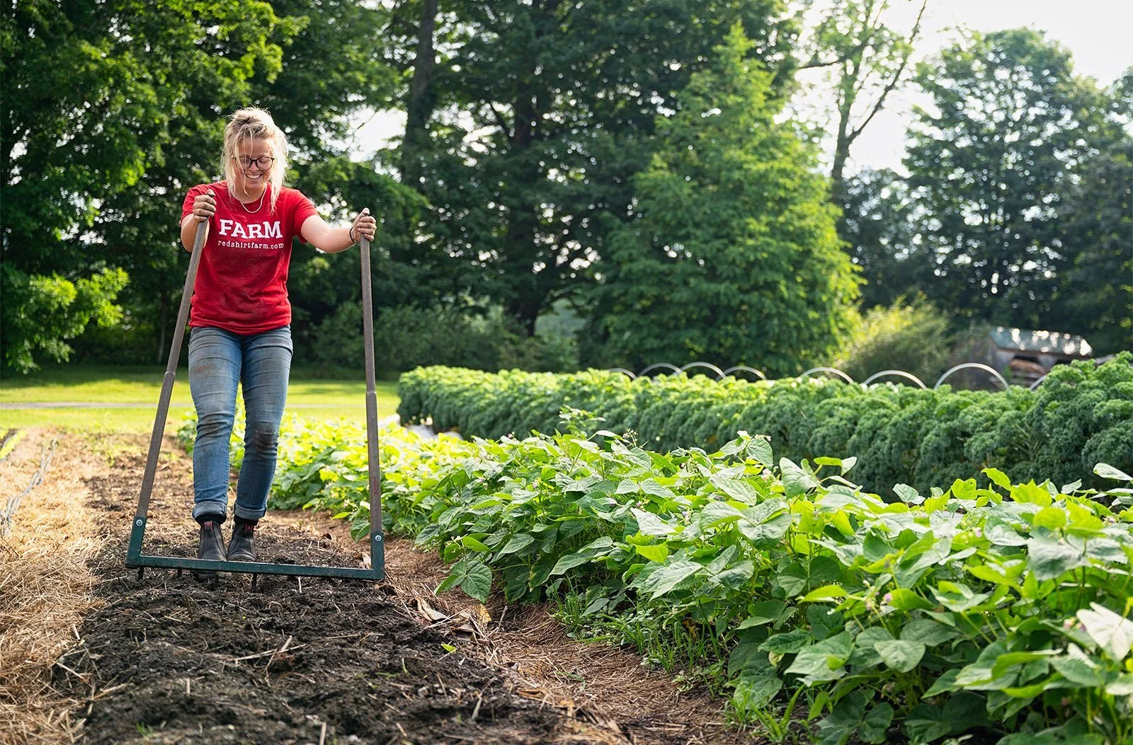 A farmer in a red farm shirt works a broadfork through a mulched vegetable bed beside rows of green beans