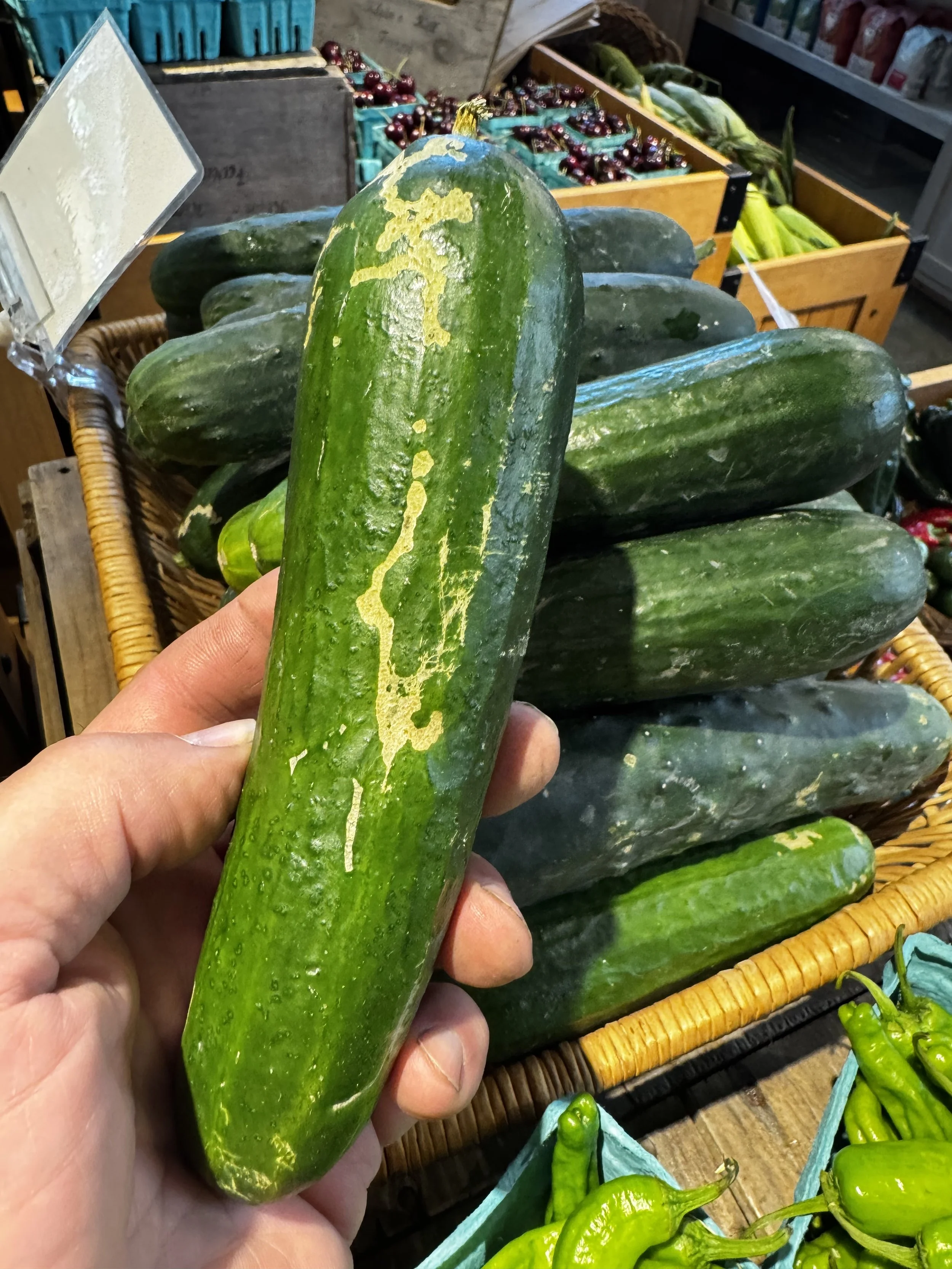 A hand holding a cucumber with pale healed scars on its skin, with more cucumbers in a basket behind it