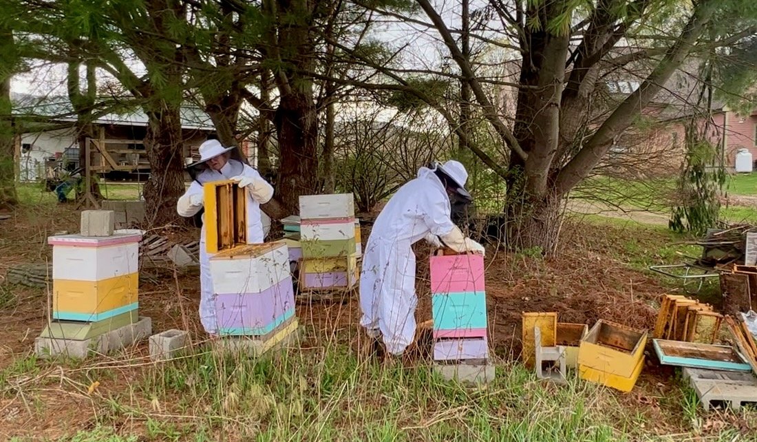 Nobody Ordered These Bees
