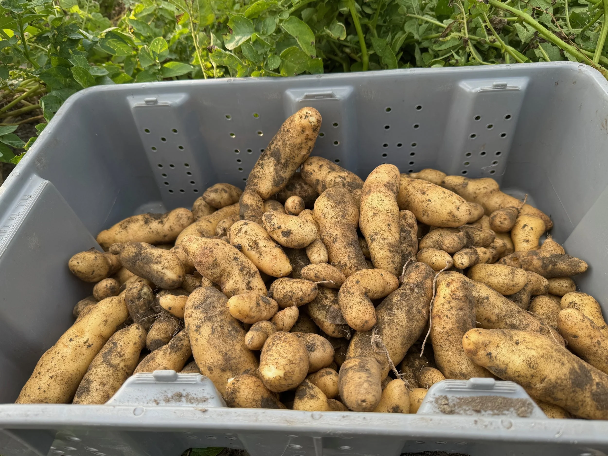 Digging for Treasure: Fingerling Potatoes