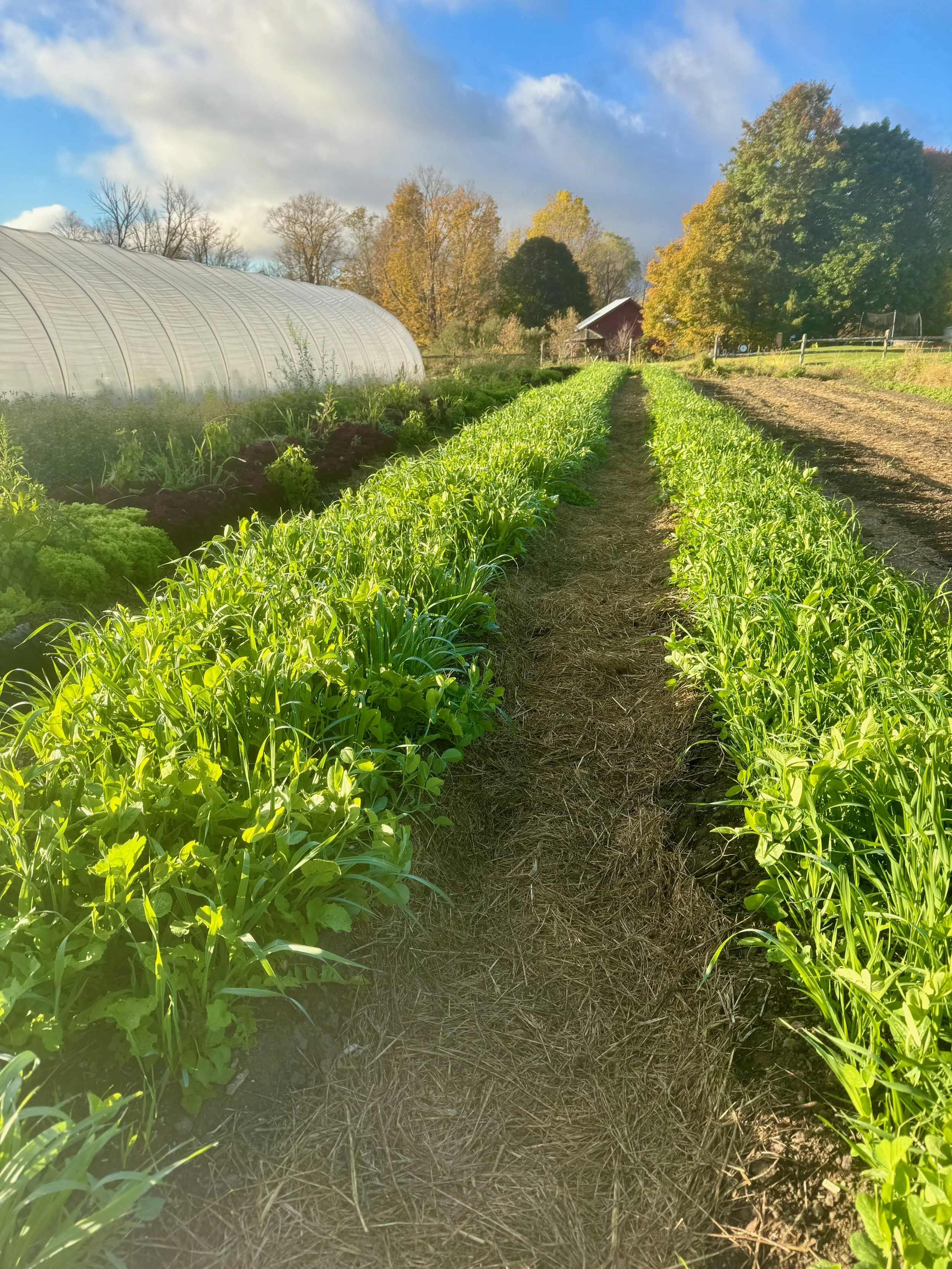 Grow Something That Feeds You