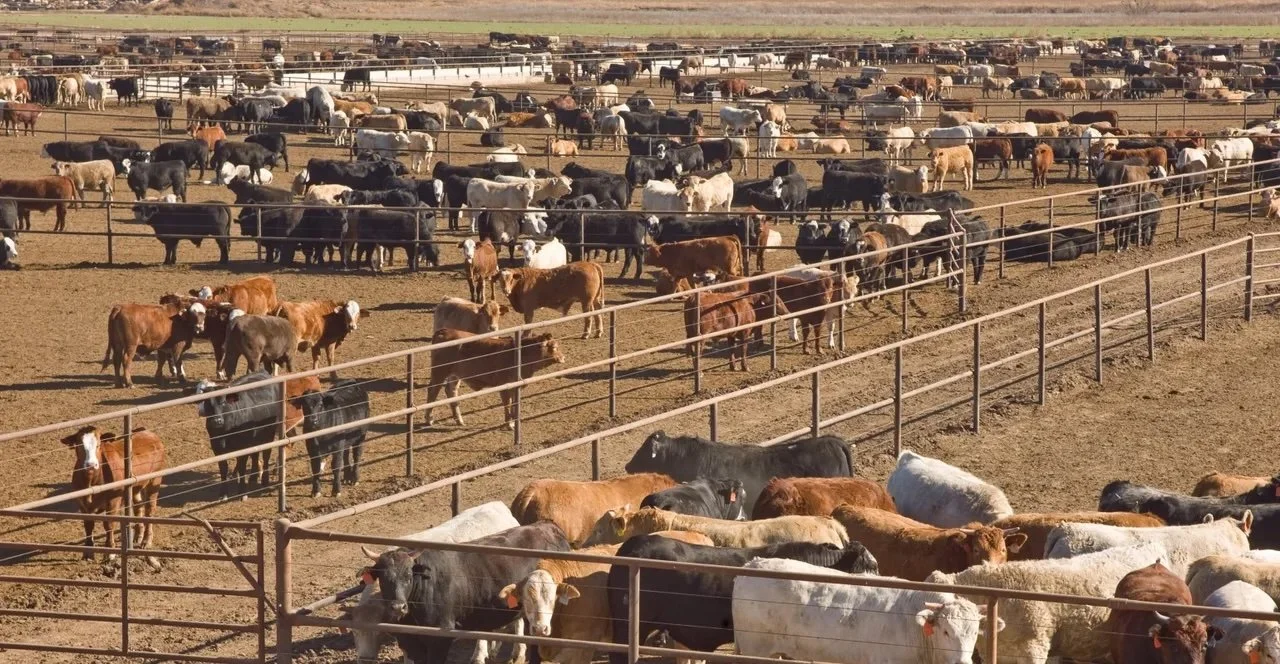 Large dirt feedlot holding cattle in rows