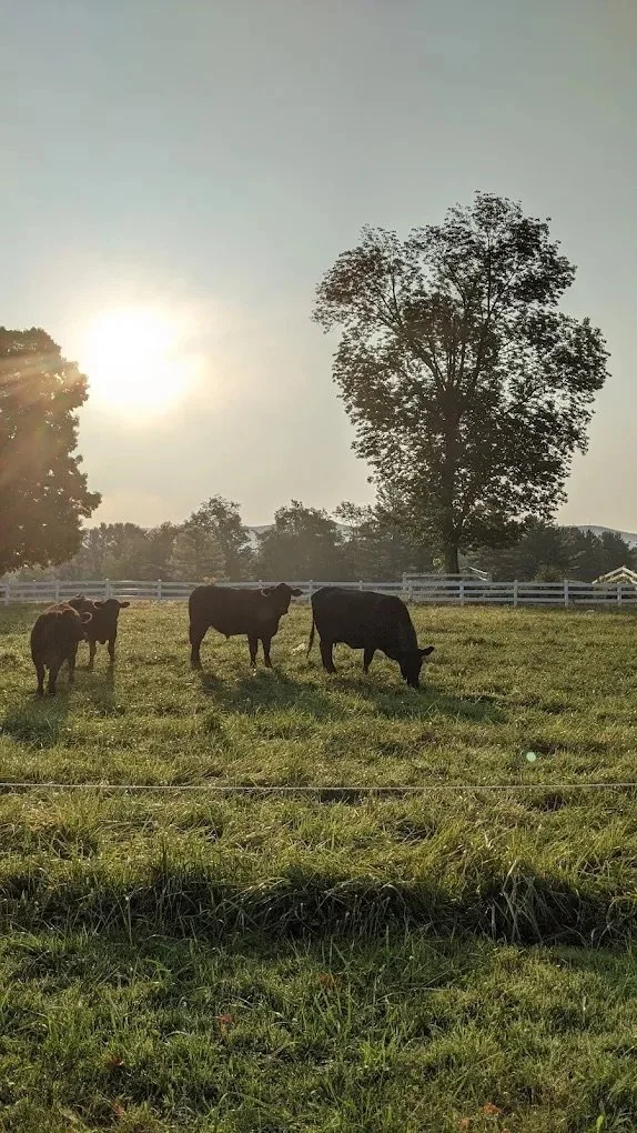 Cattle grazing a green pasture at sunrise