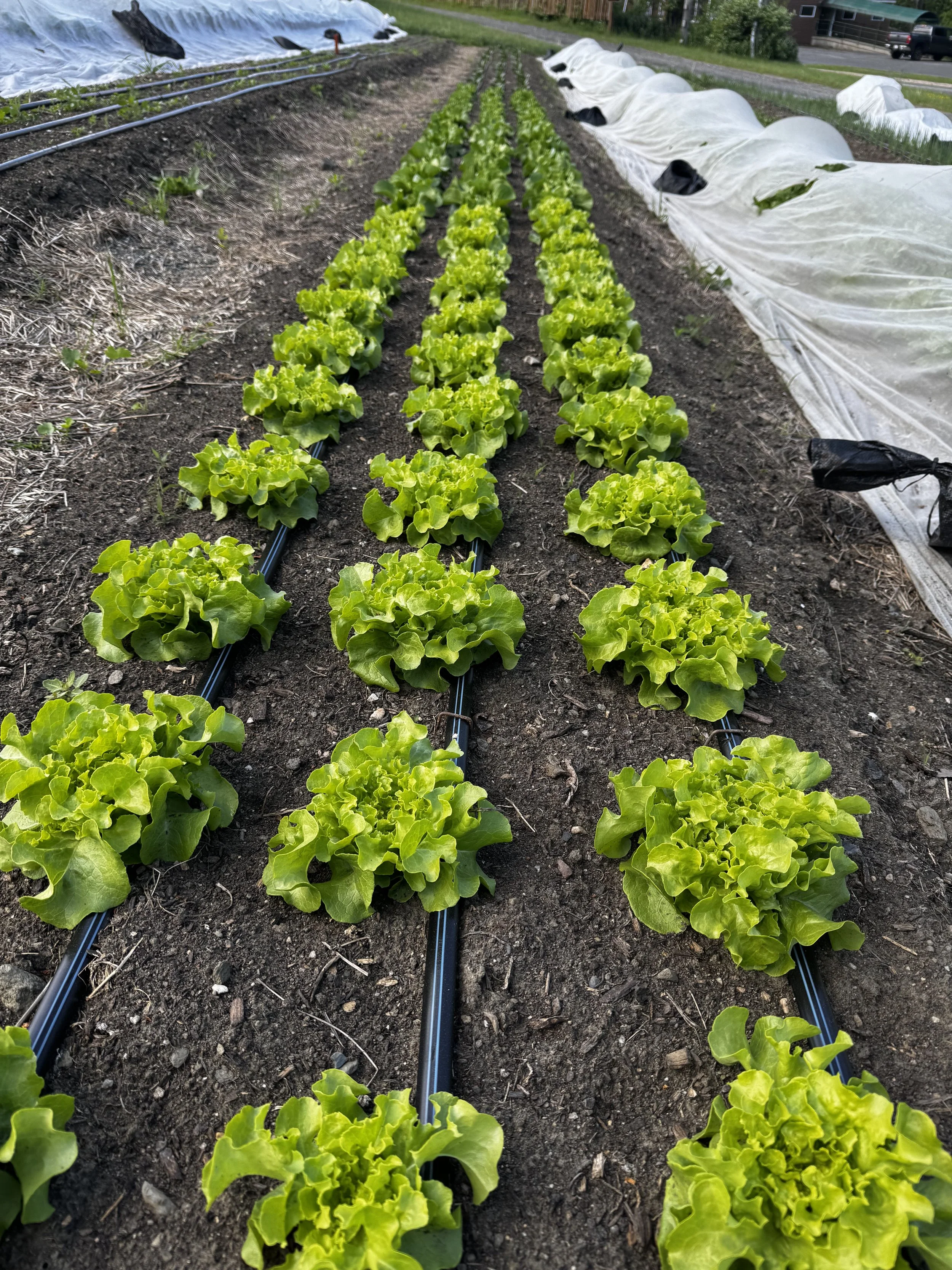 Rows of head lettuce along drip tape