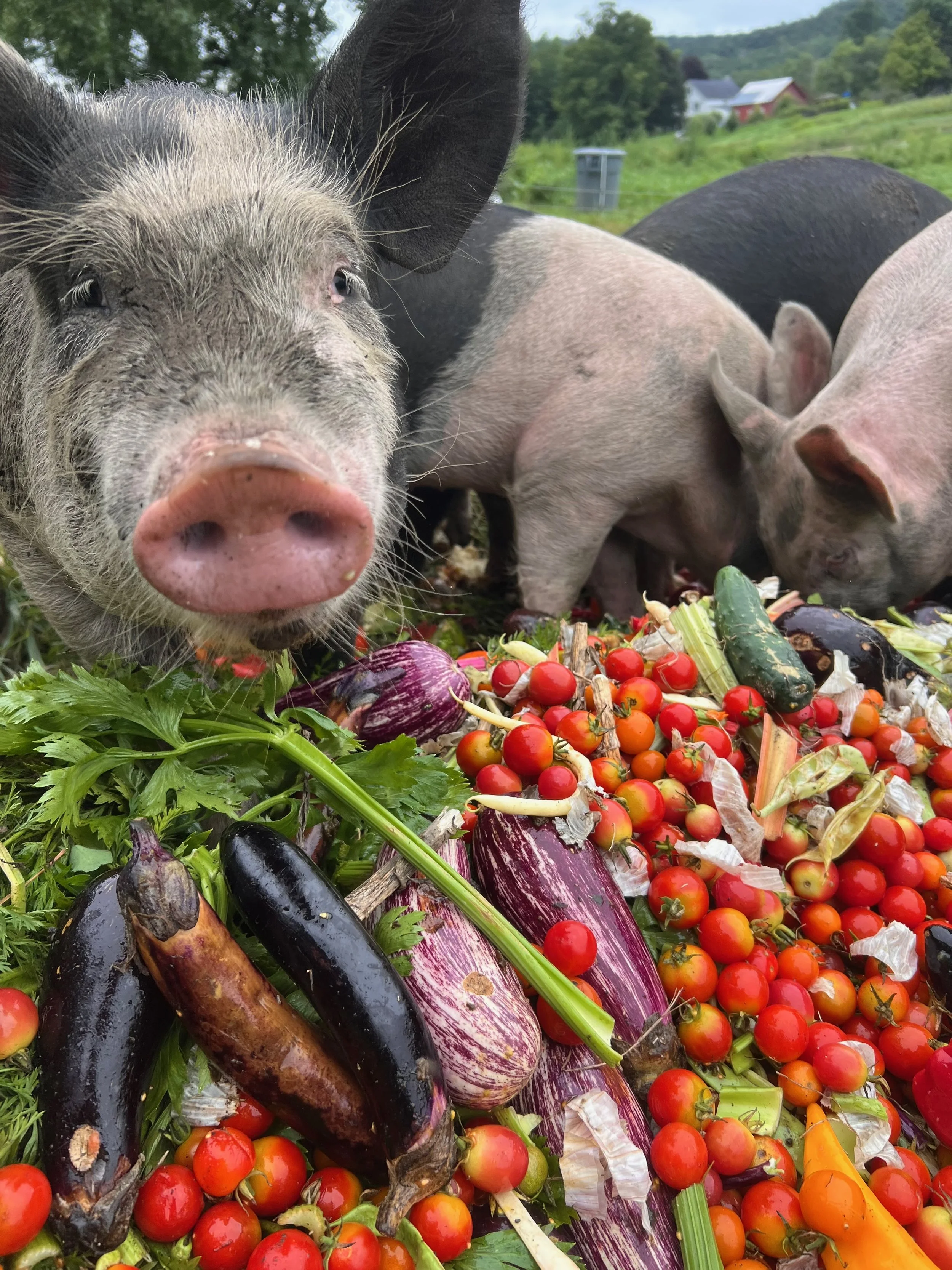 Pigs eating a pile of tomatoes, eggplant and other vegetable scraps in the field