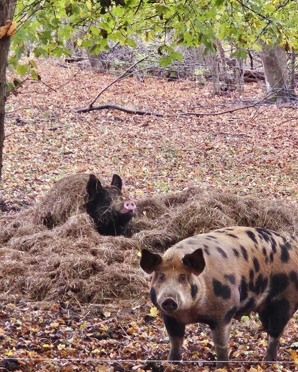 Pigs foraging in an autumn wooded pasture