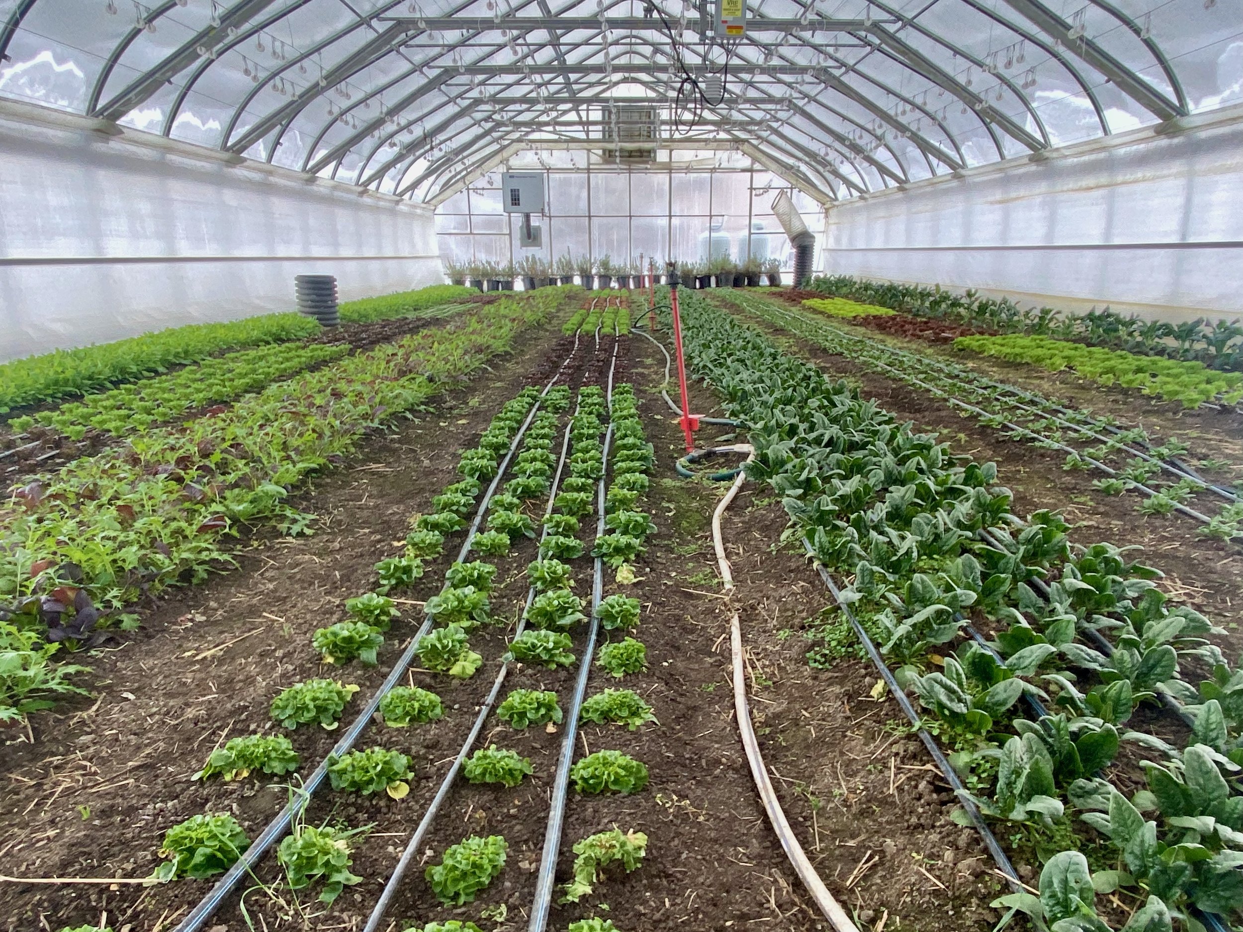 Inside the greenhouse in winter, with beds of spinach and other greens under a high curved roof