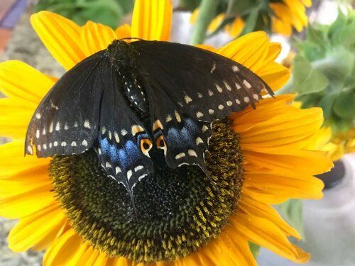 Black Swallowtail butterfly feeding on a sunflower at Red Shirt Farm