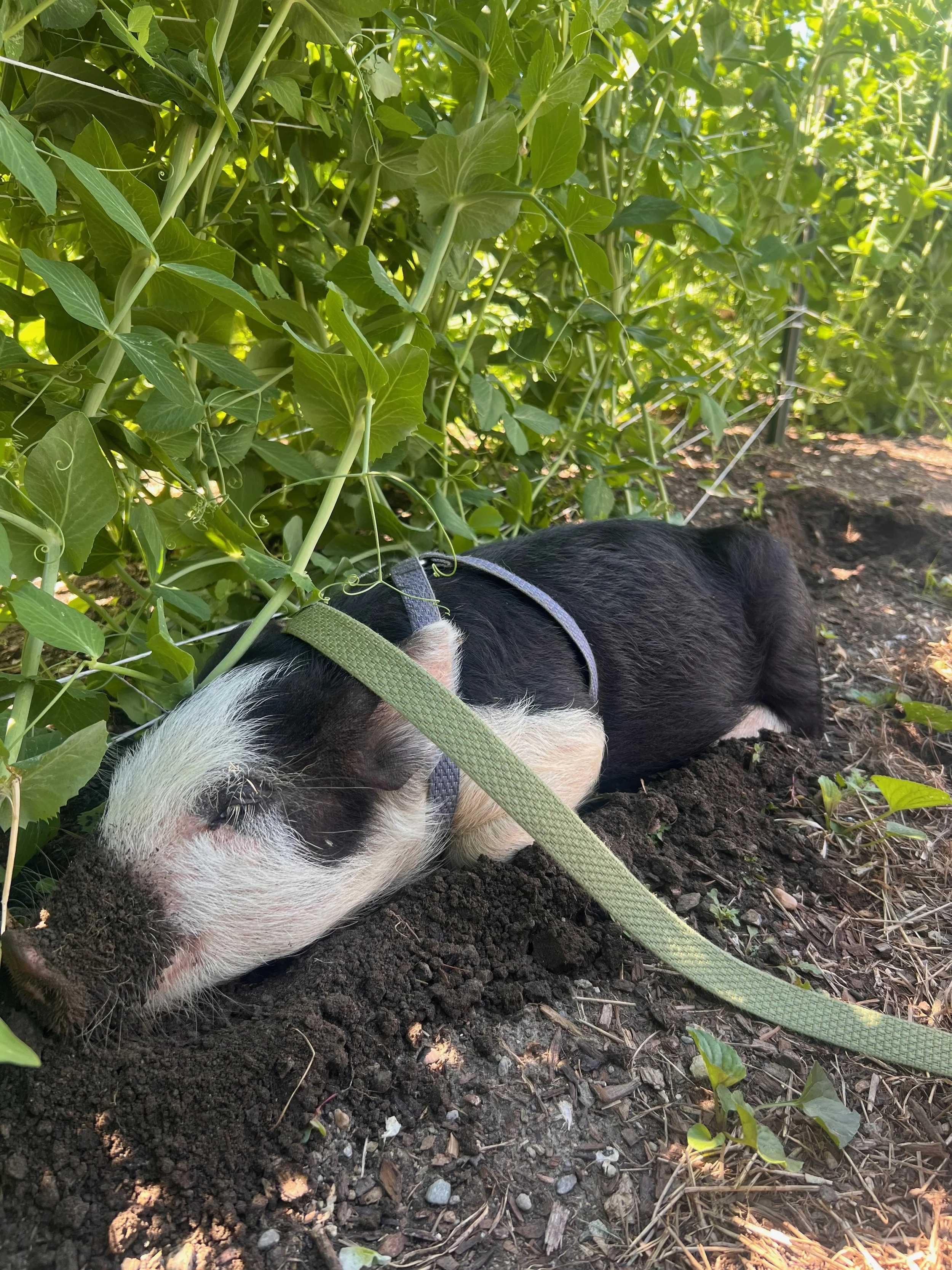 A piglet in a harness rooting in loose soil under pea plants
