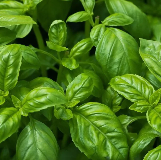 Fresh basil herb growing at Red Shirt Farm, available as a start at the annual spring plant sale